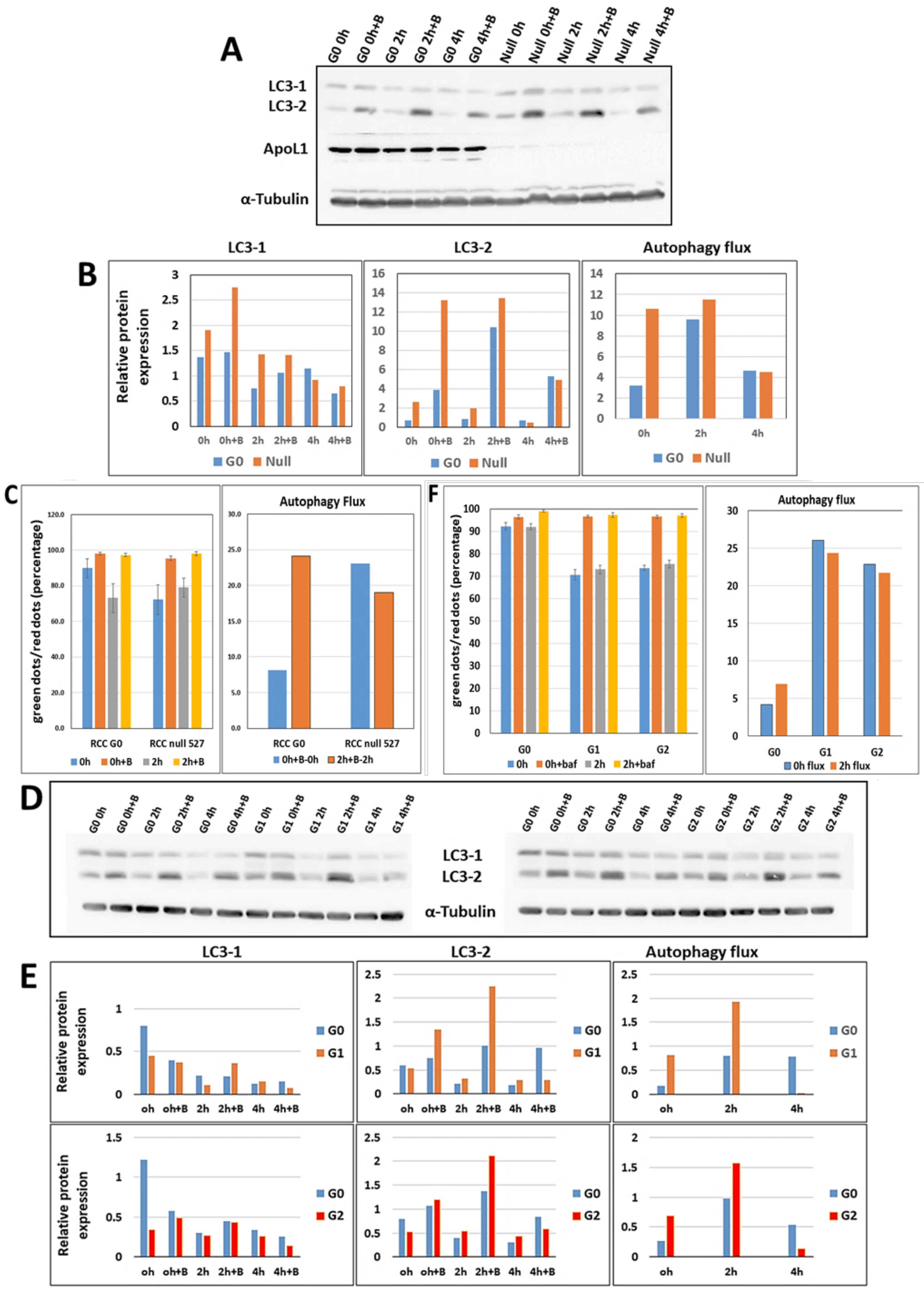 Cancers 14 00733 g006