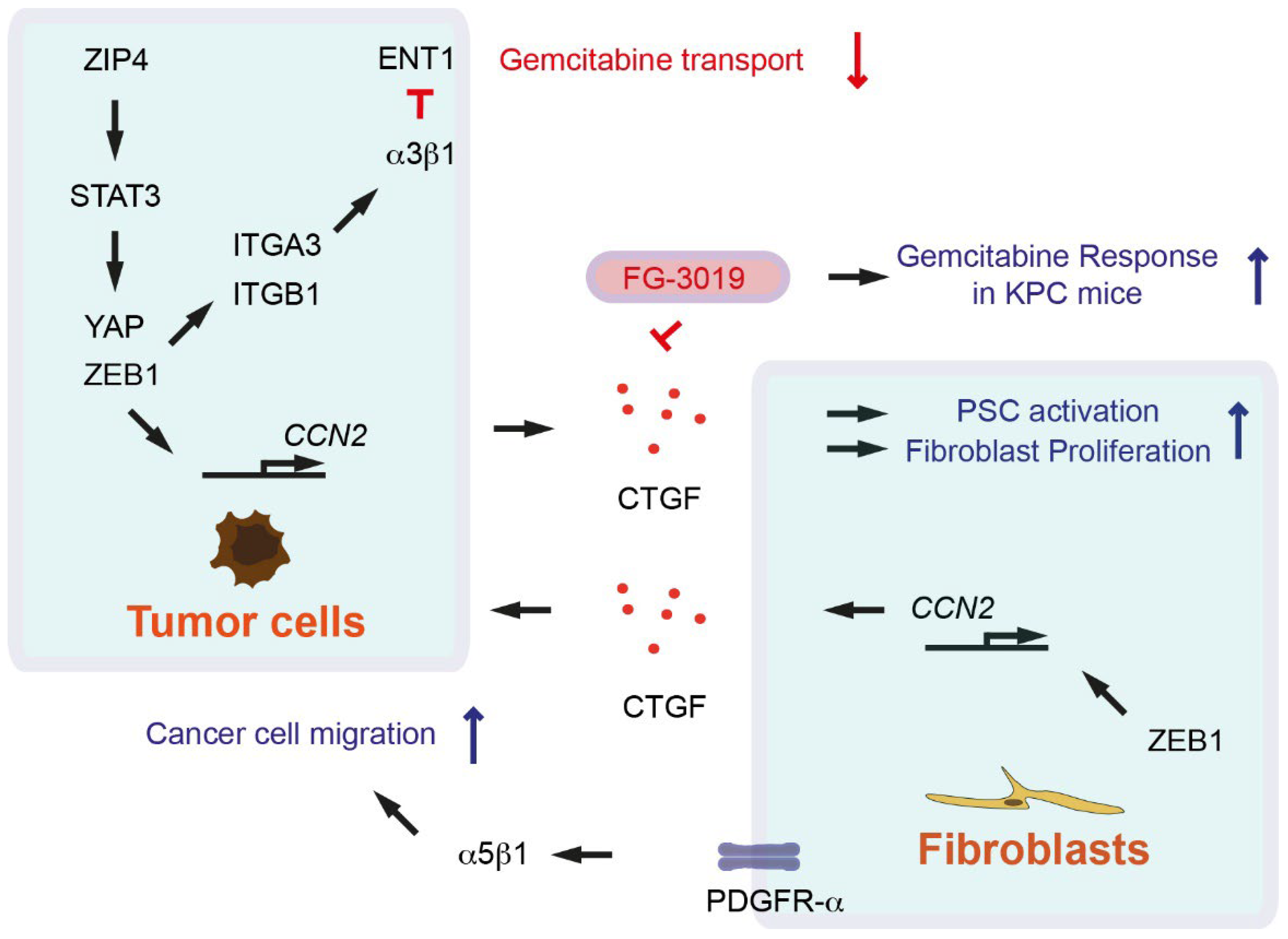 Cancers 14 00744 g001