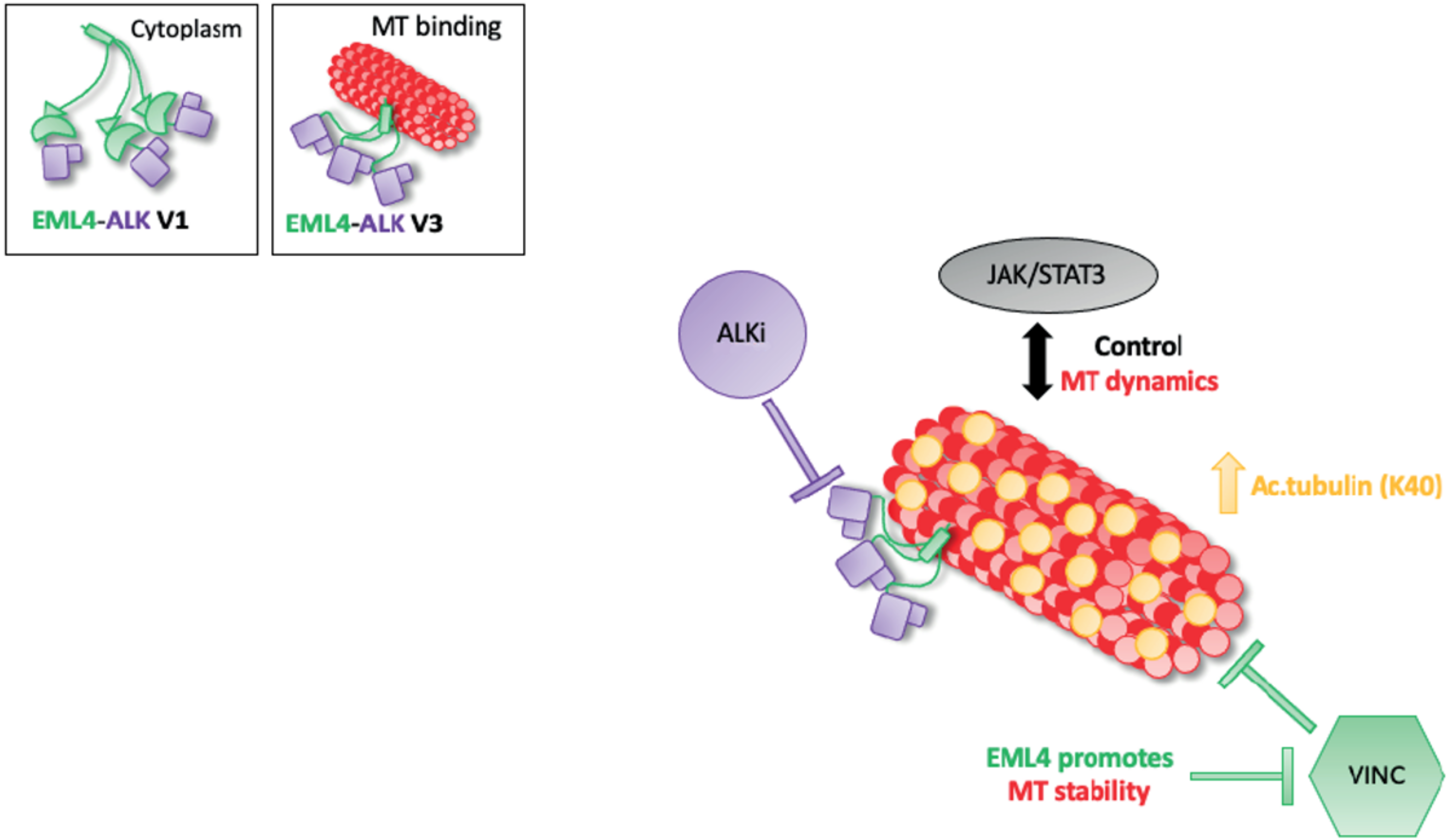 Cancers 14 00779 g006