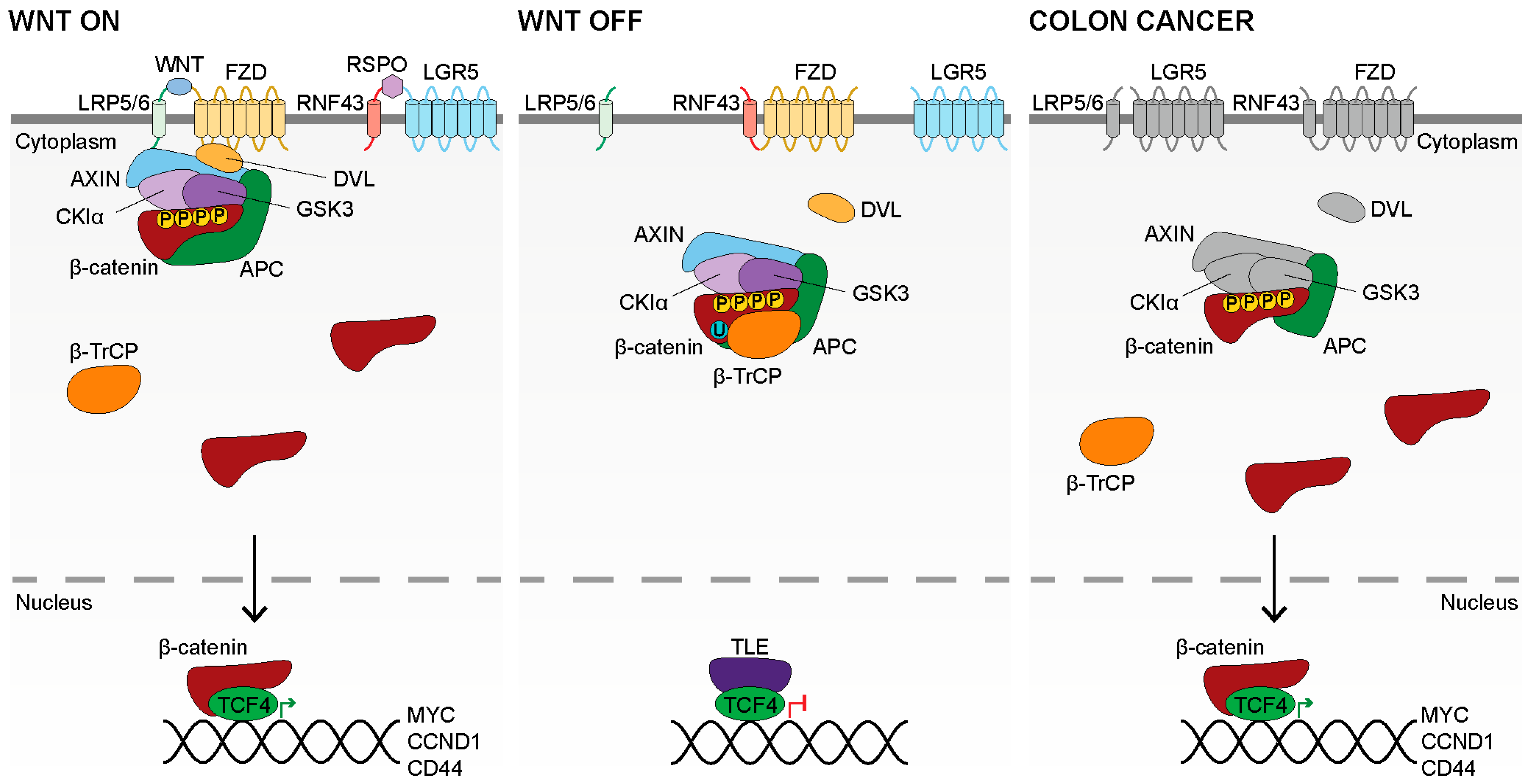 Cancers 14 00784 g001
