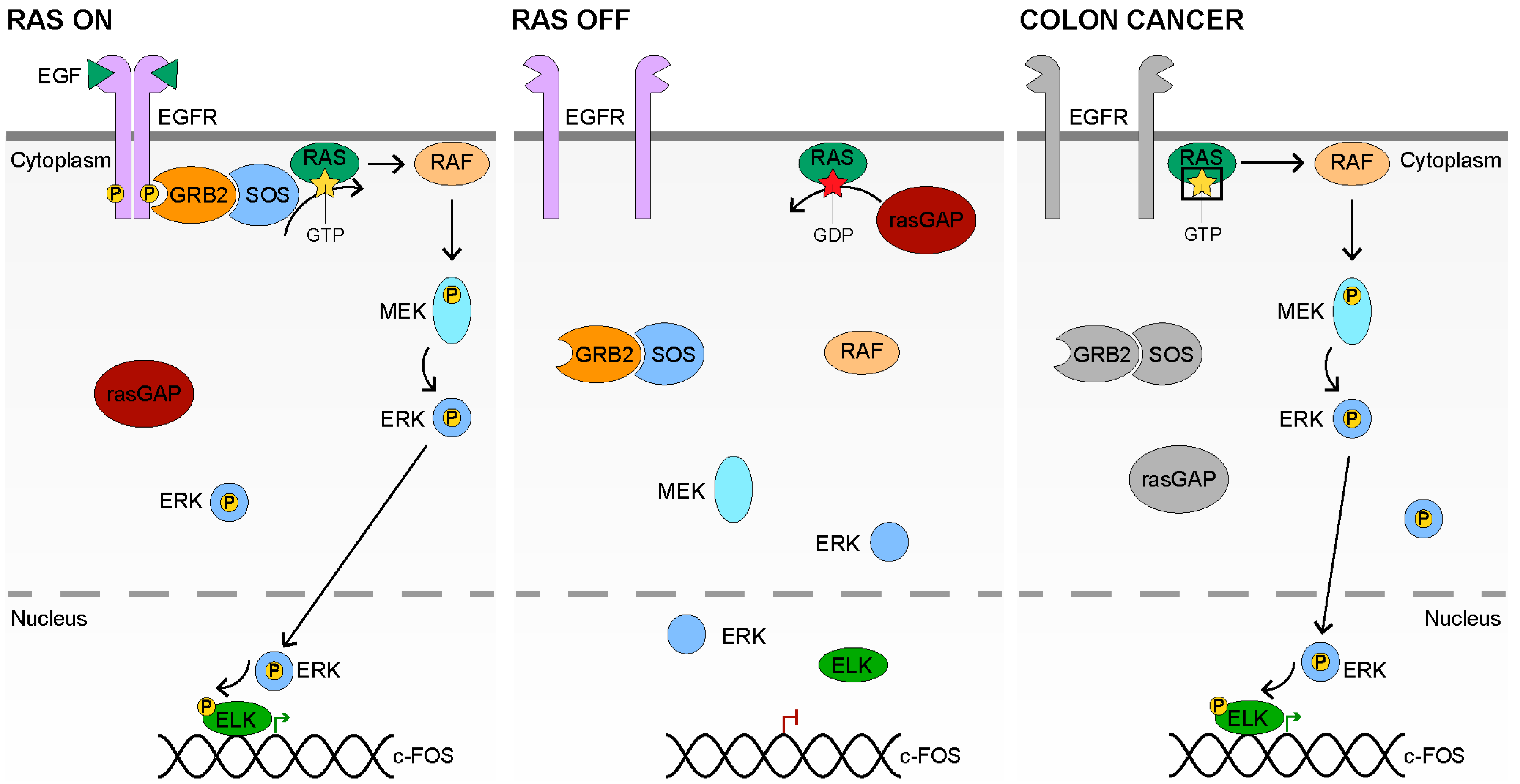 Cancers 14 00784 g002