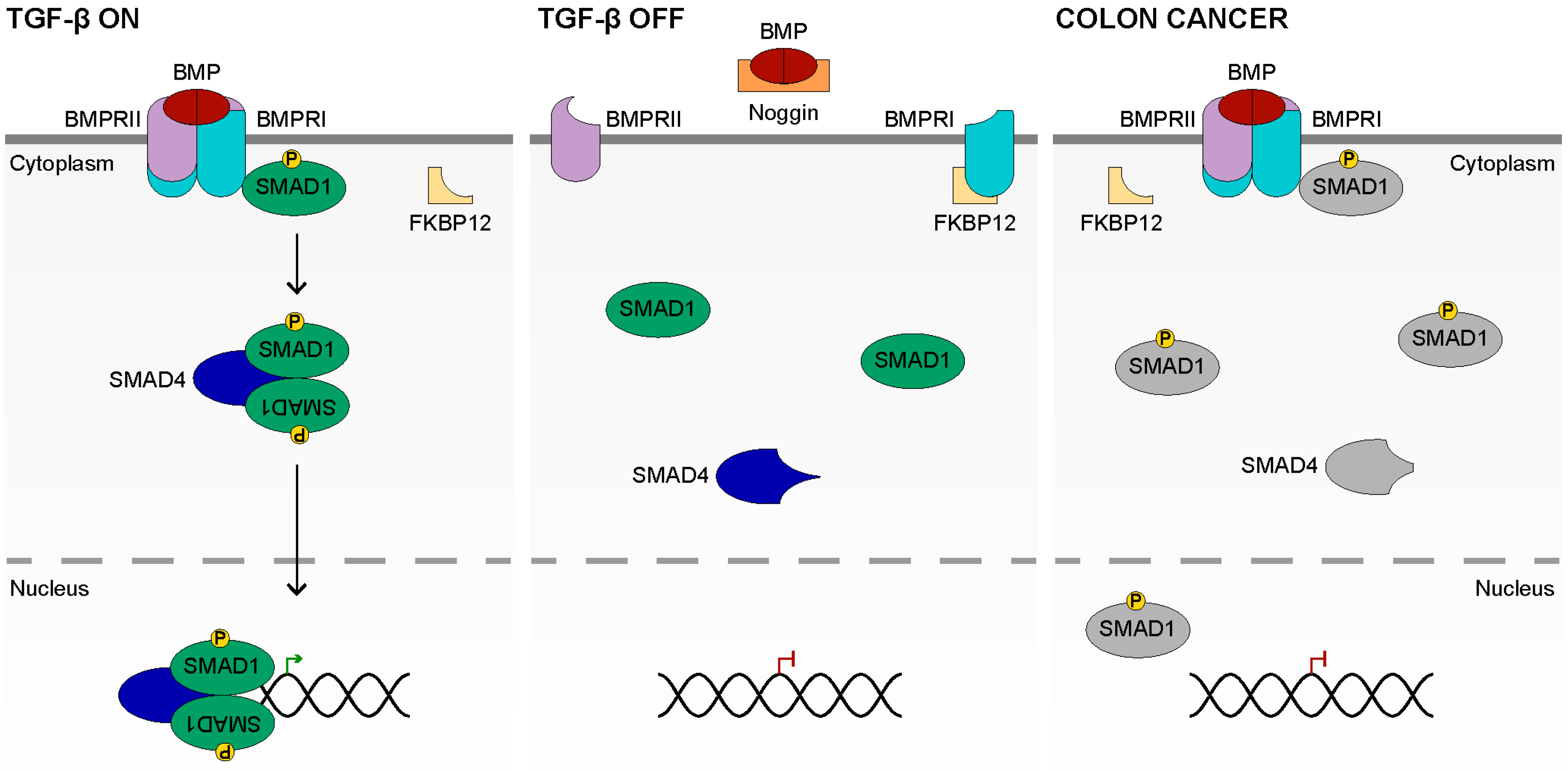 Cancers 14 00784 g003