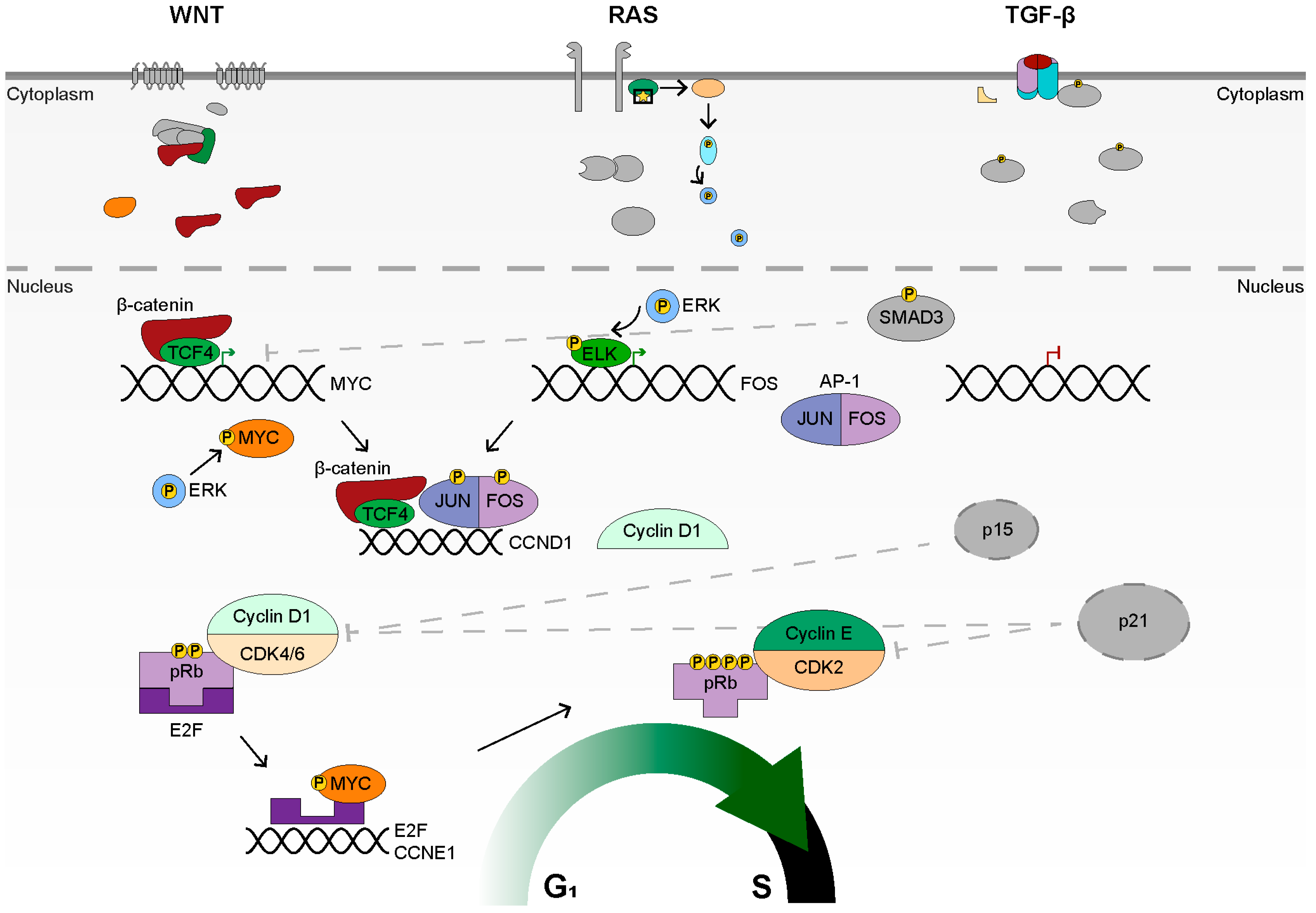 Cancers 14 00784 g004