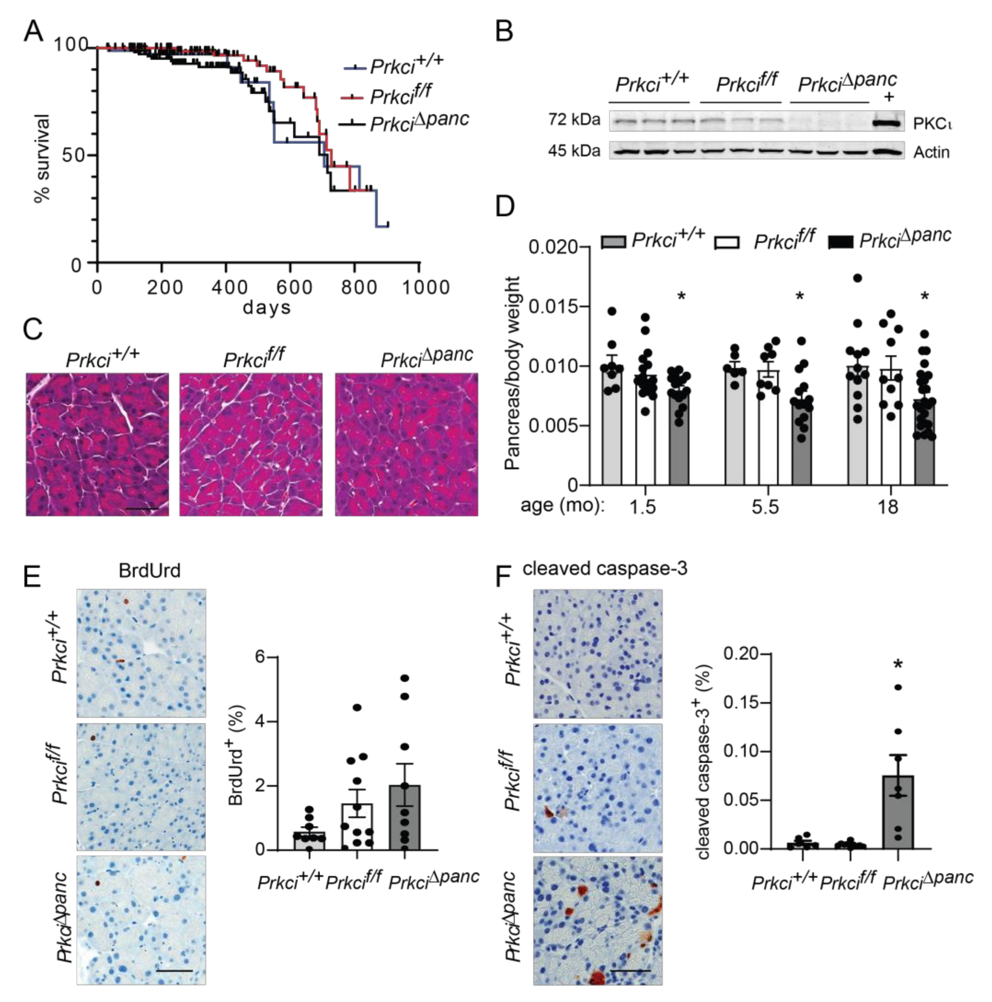 Cancers 14 00796 g001