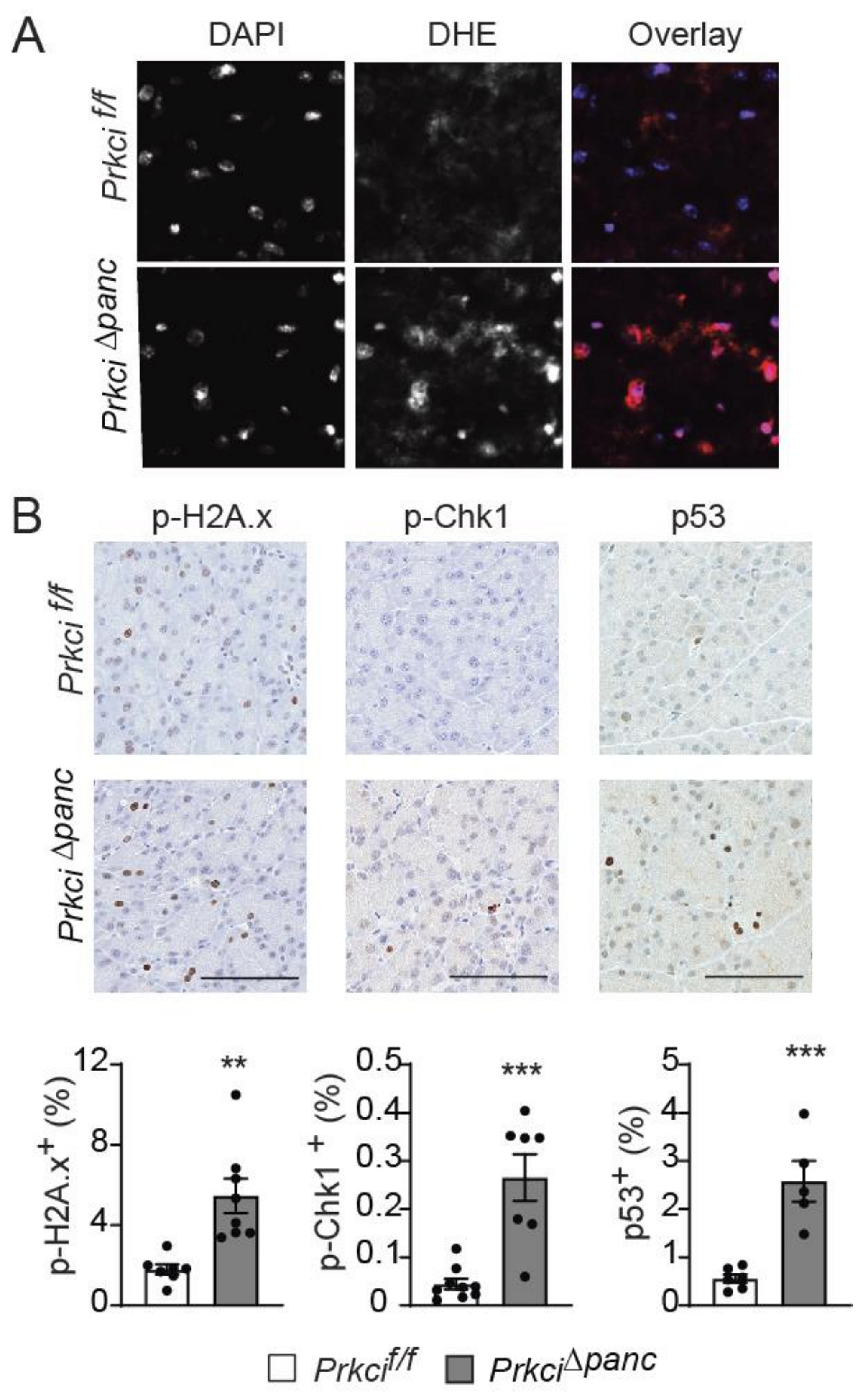 Cancers 14 00796 g004