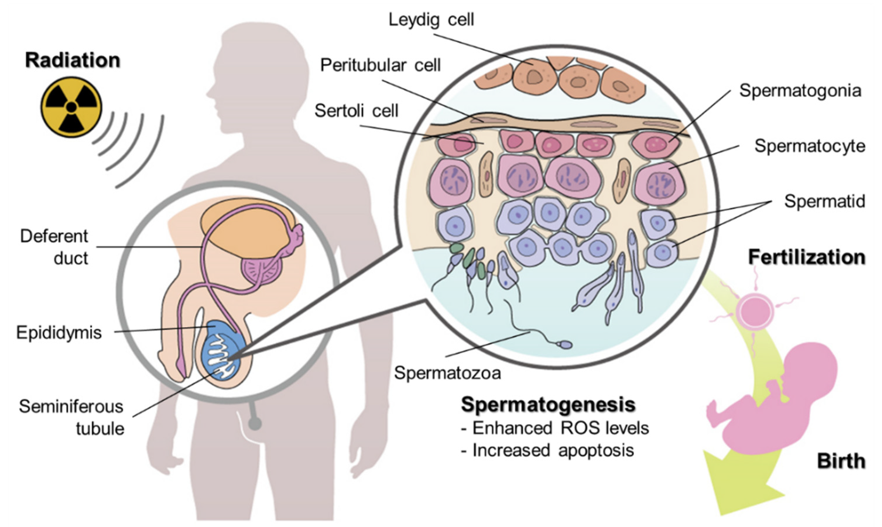 Cancers 14 00805 g001 Cancers 14 00805 g001