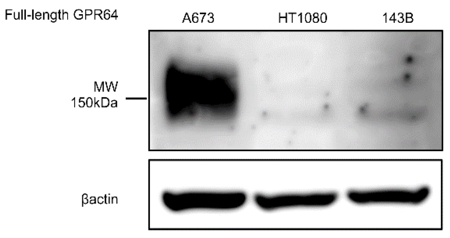 Cancers 14 00814 g005