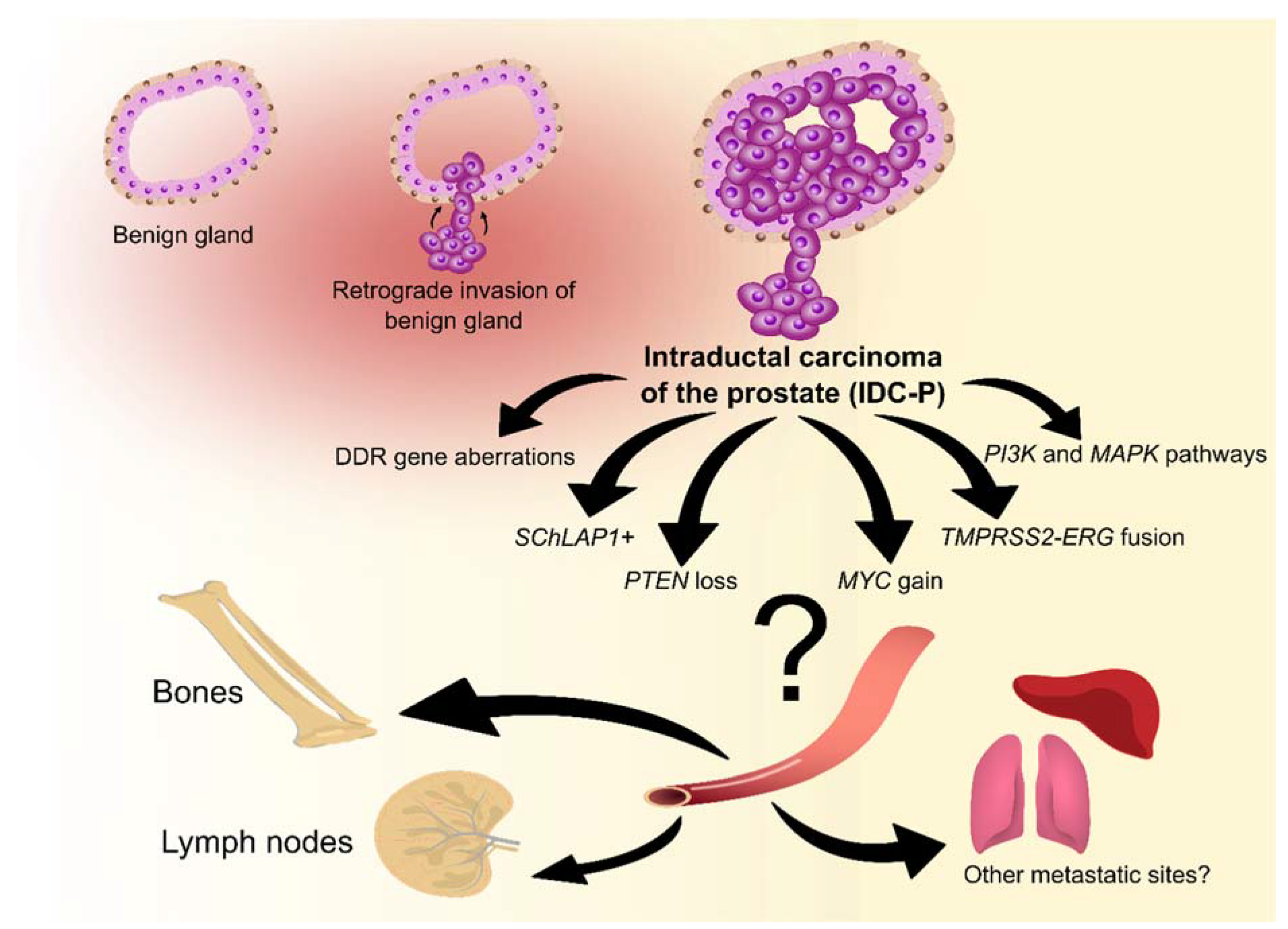 Cancers 14 00820 g002 Cancers 14 00820 g002