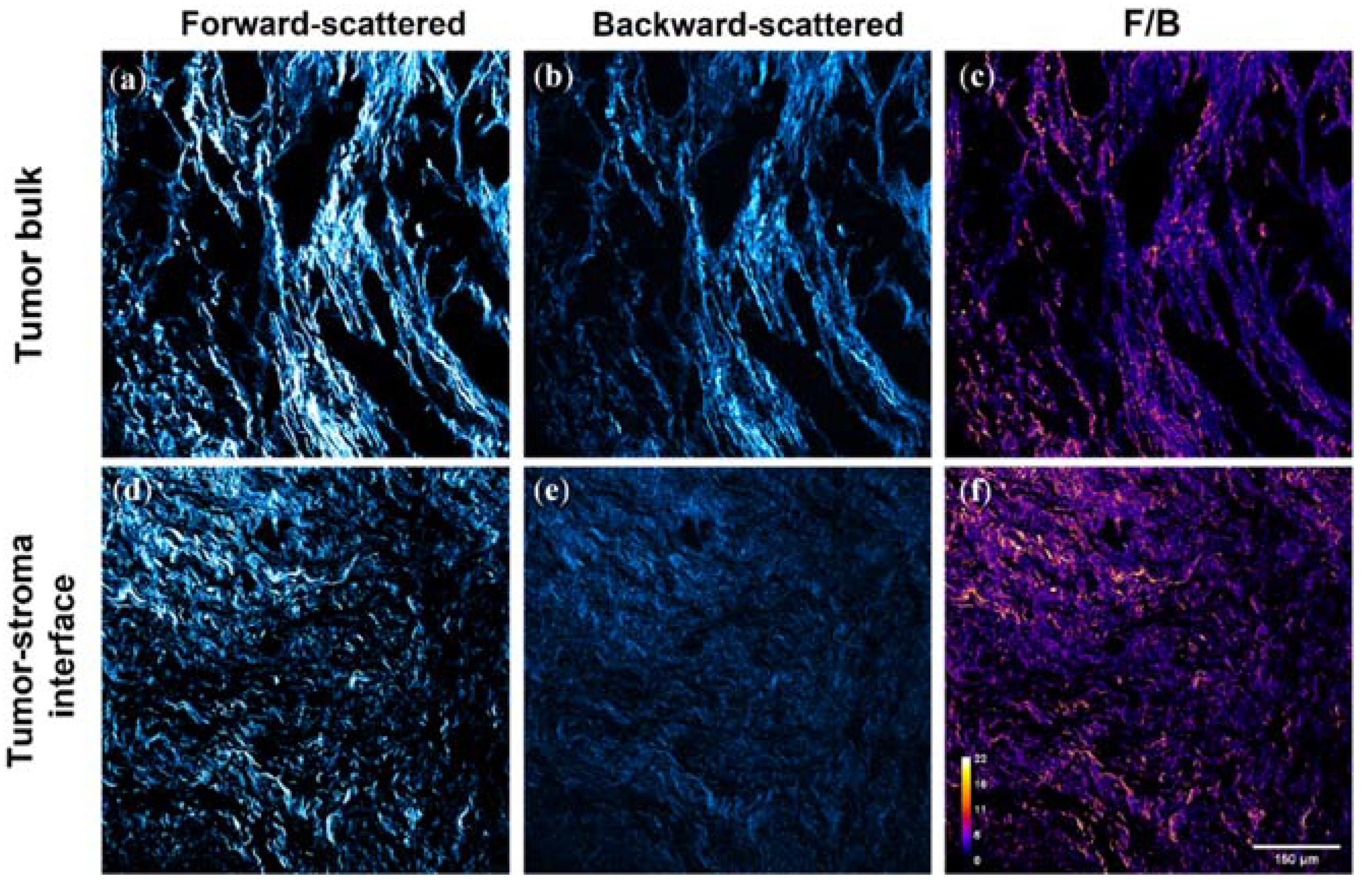 Cancers 14 00857 g001a Cancers 14 00857 g001a