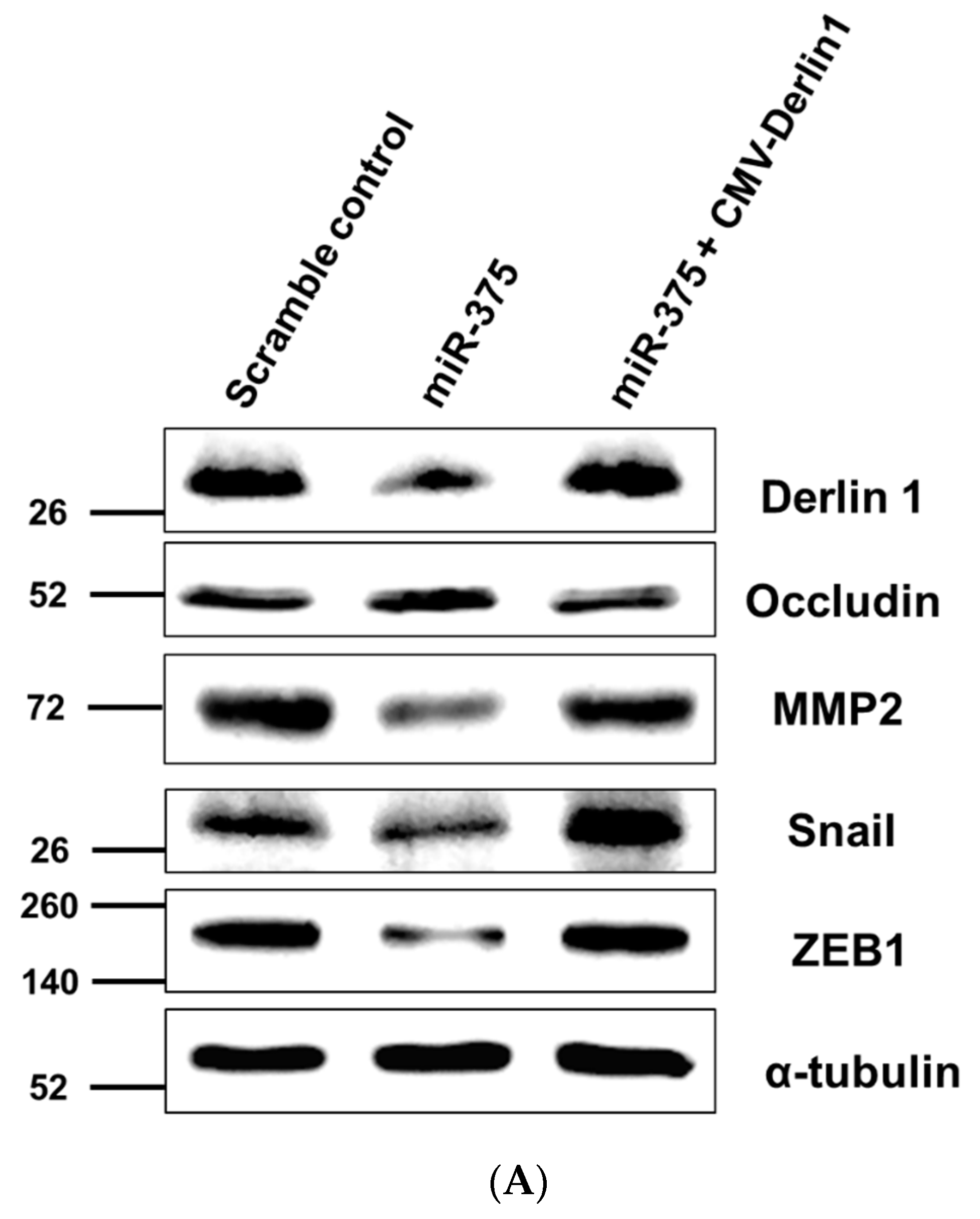 Cancers 14 00880 g005a