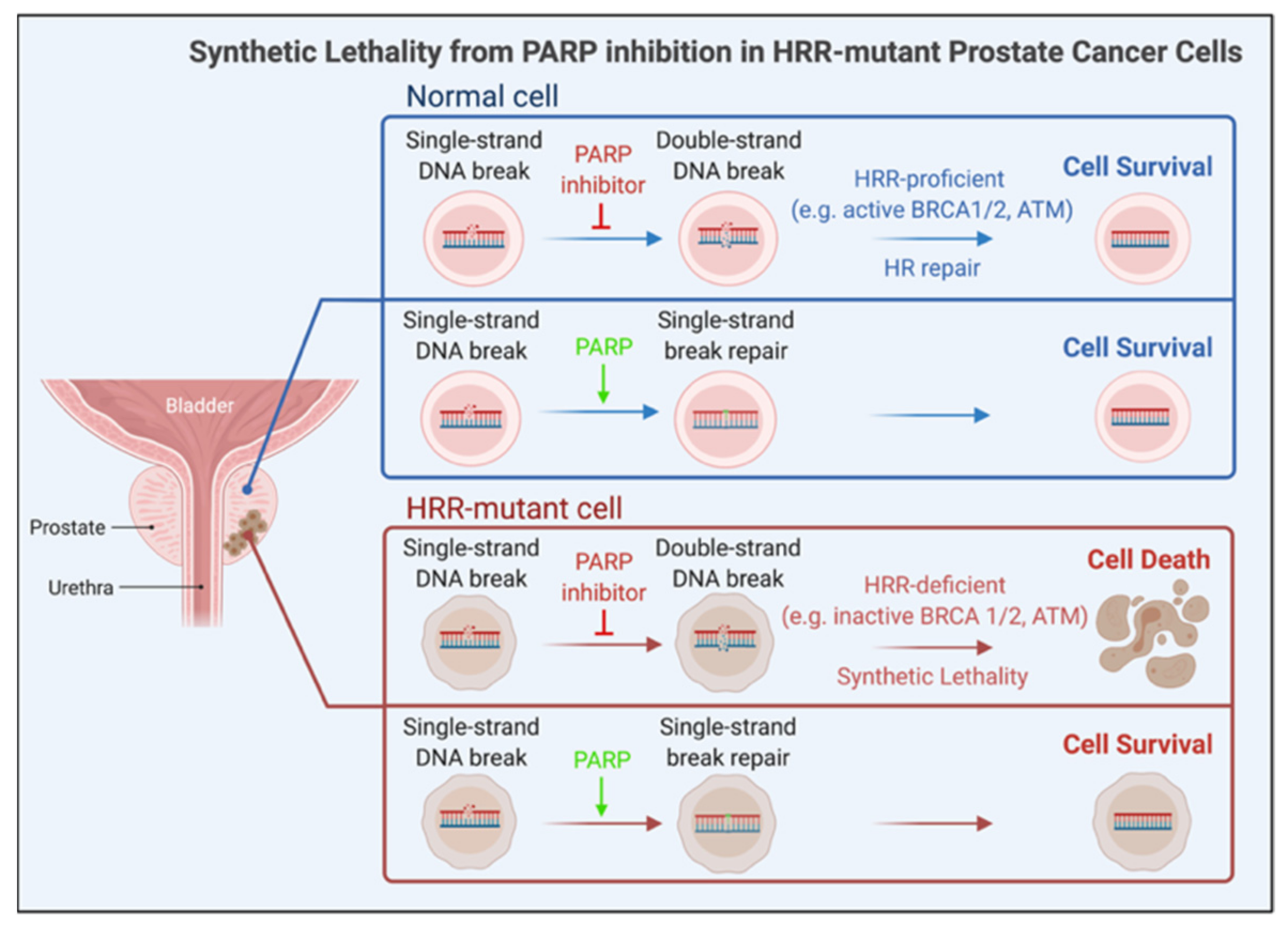 Cancers 14 00892 g003