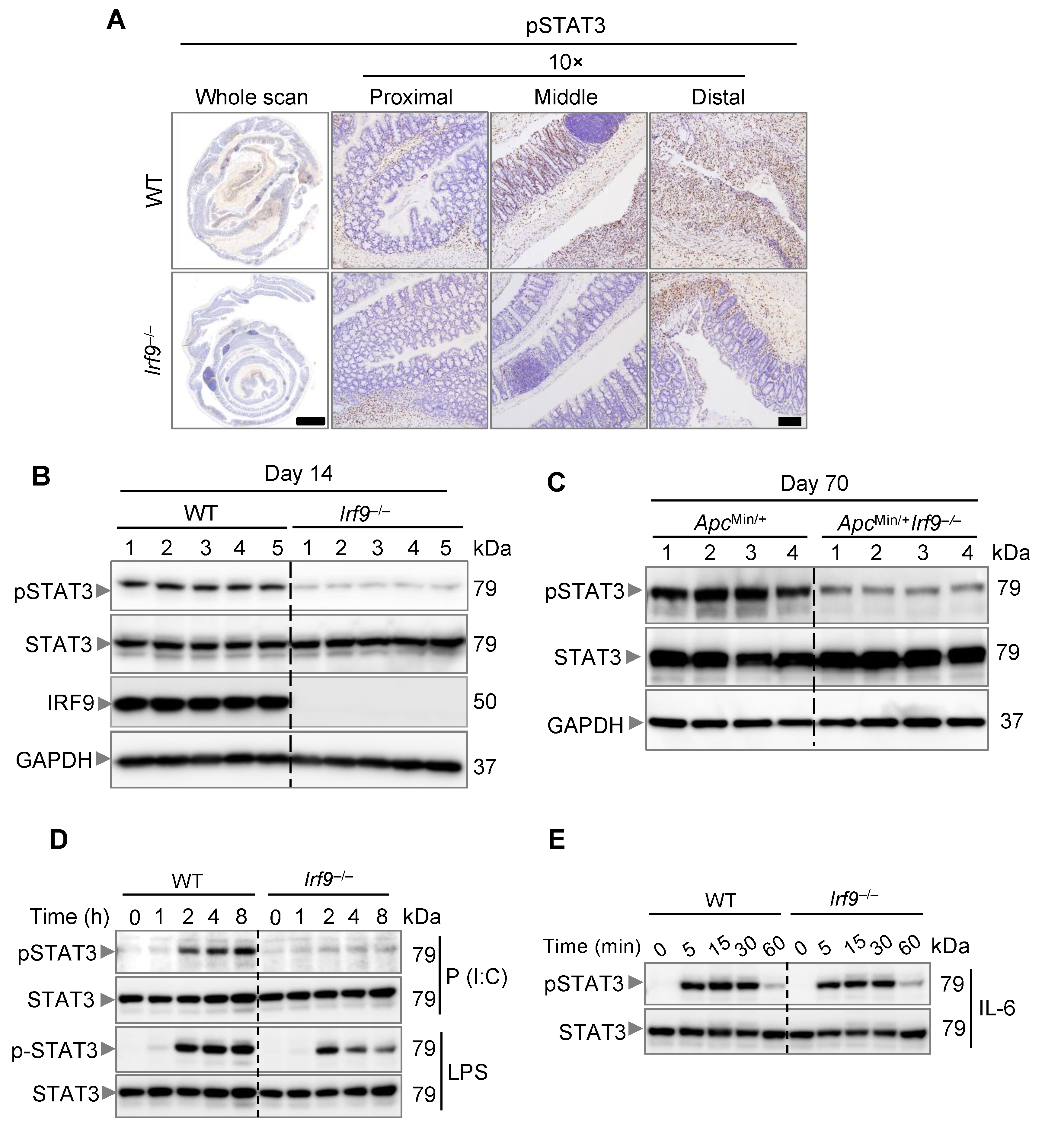 Cancers 14 00919 g005
