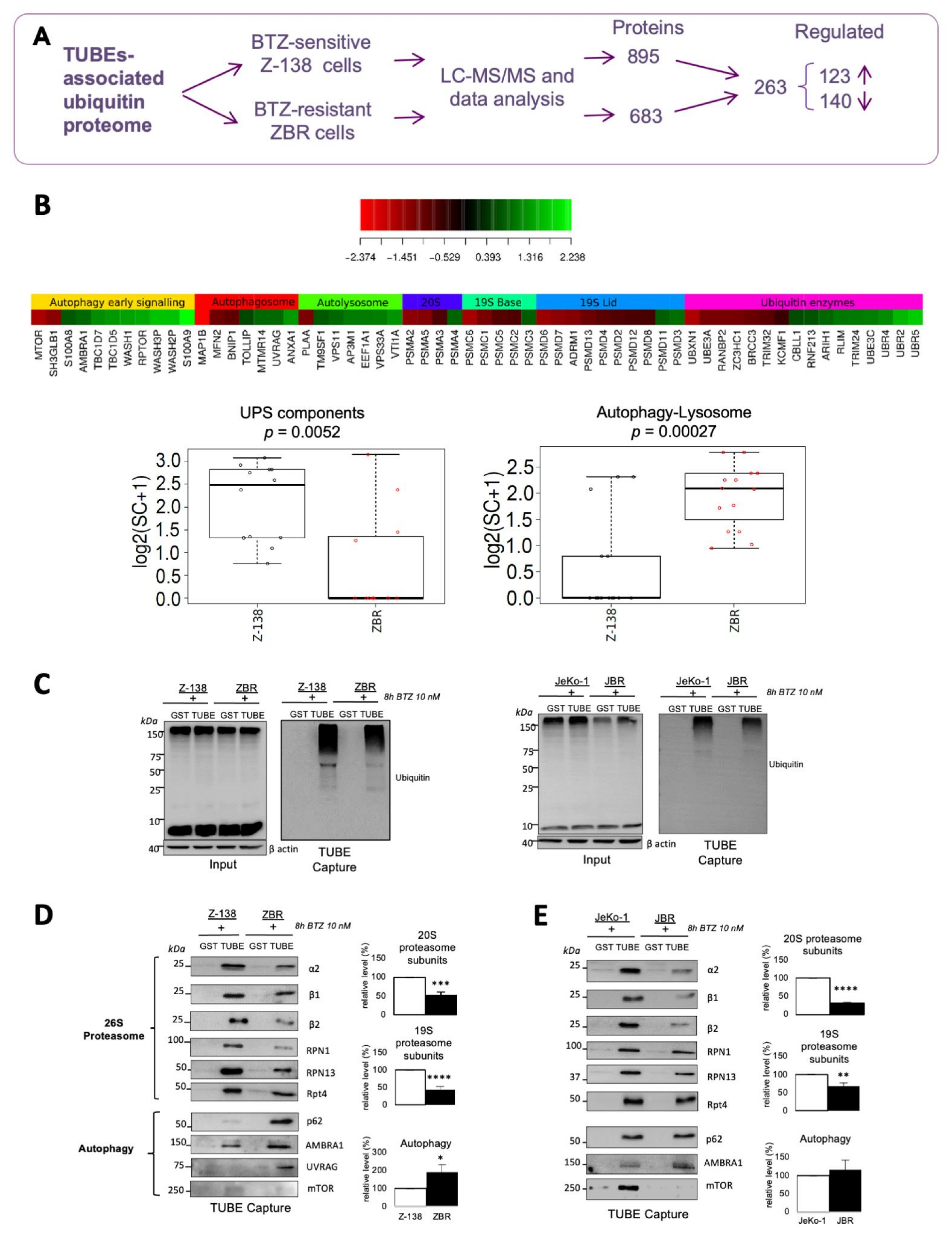 Cancers 14 00923 g001