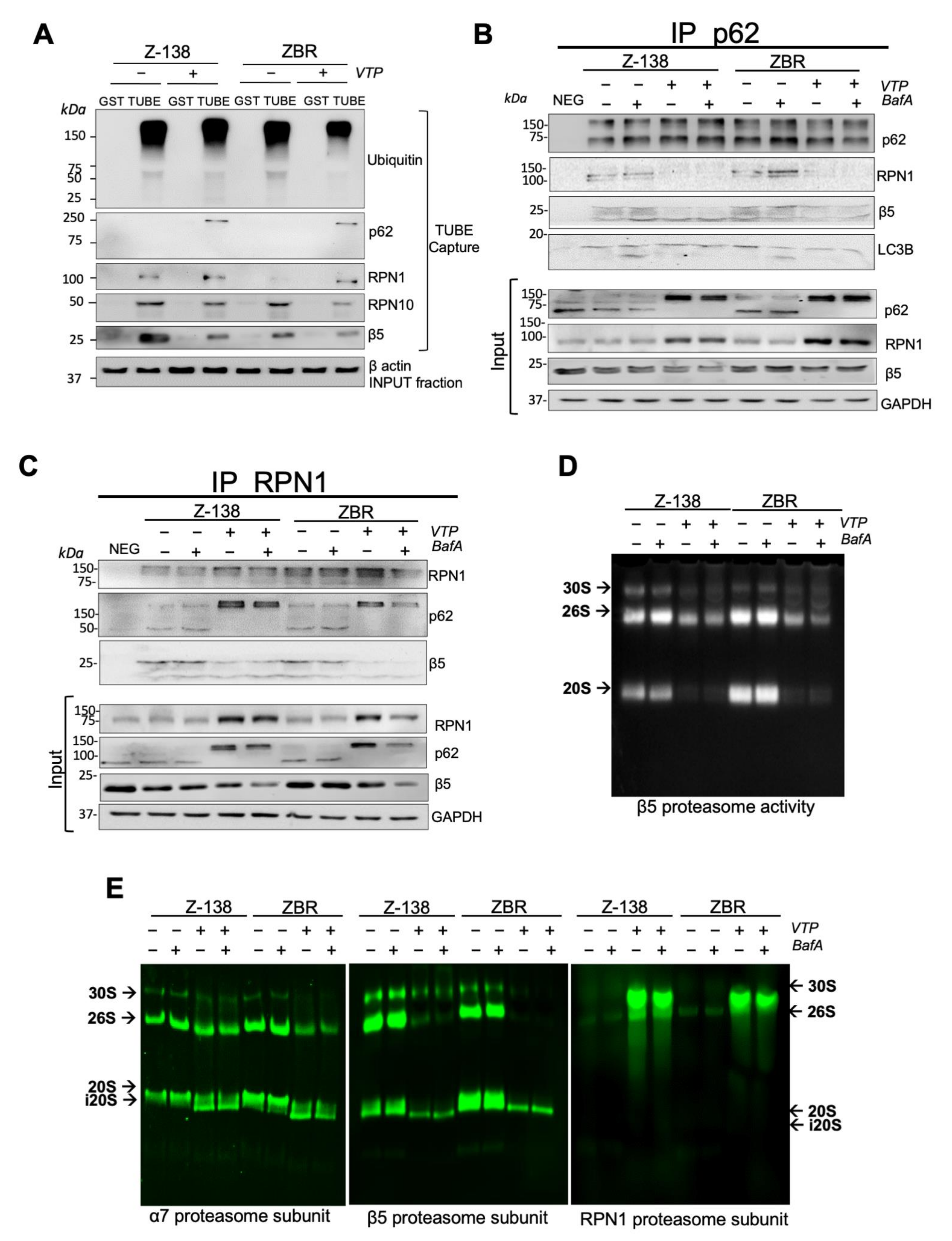 Cancers 14 00923 g004
