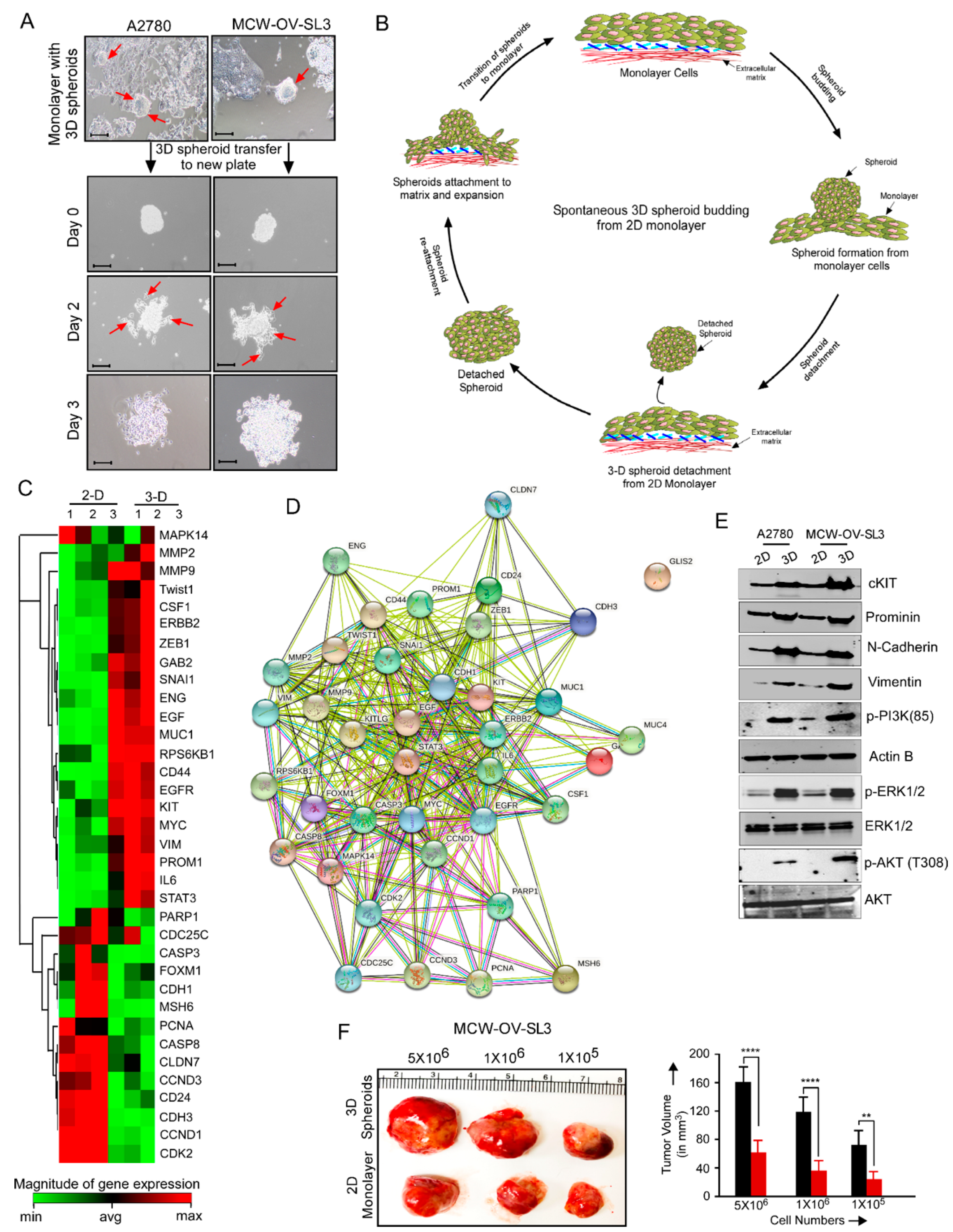 Cancers 14 00958 g003