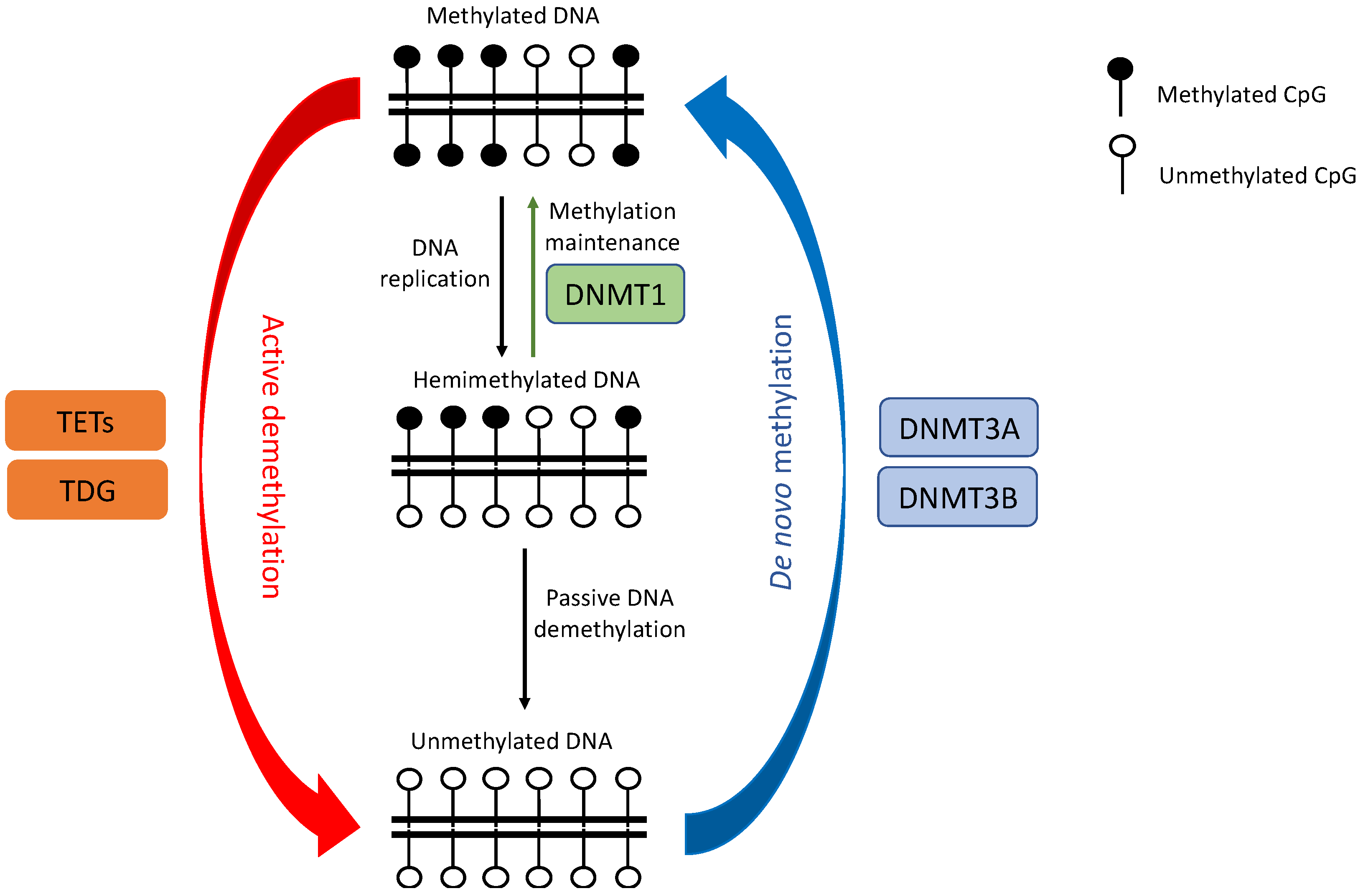 Cancers 14 00961 g002 Cancers 14 00961 g002