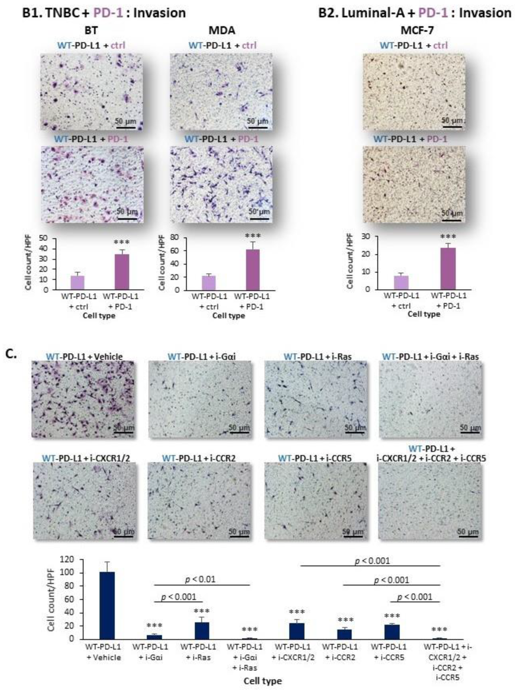 Cancers 14 01042 g003b