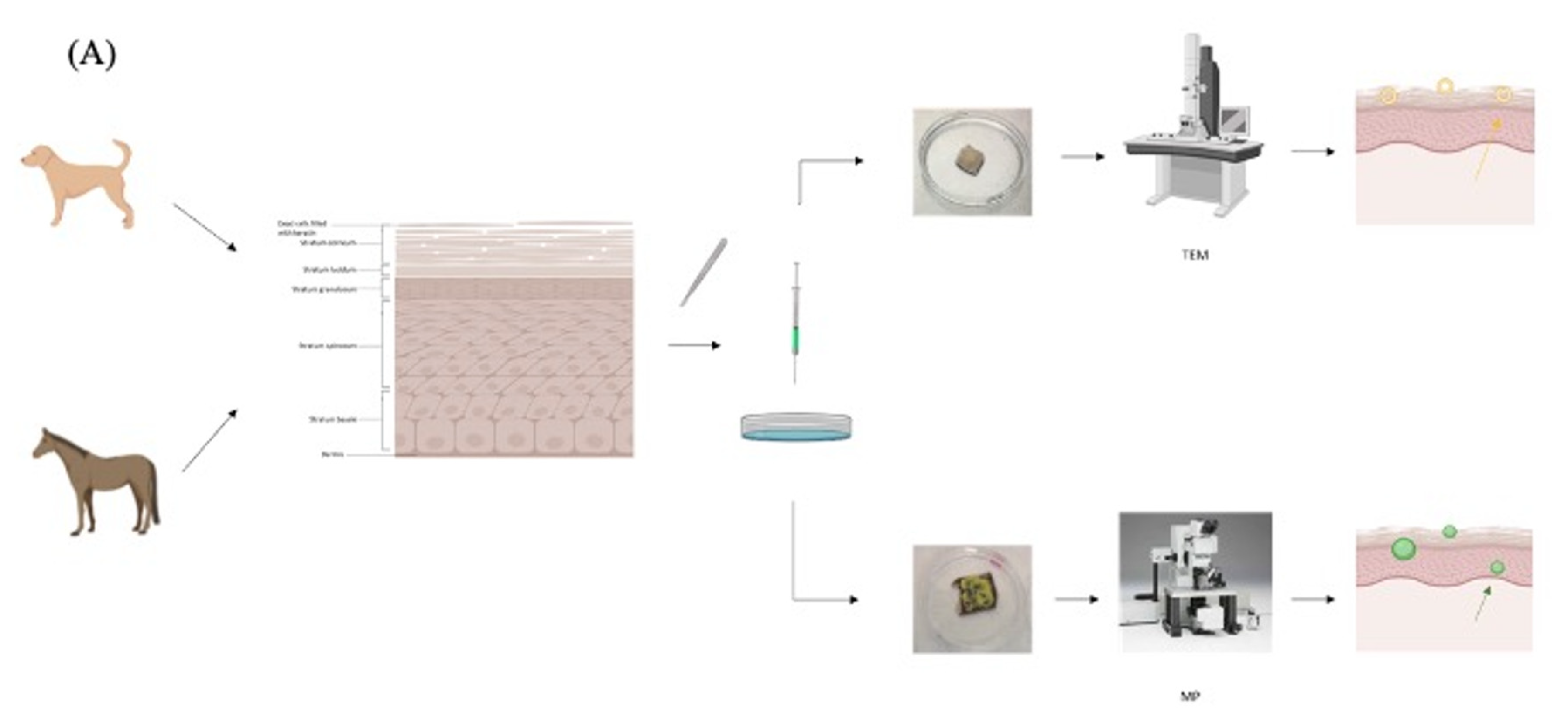 Cancers 14 01083 g005a