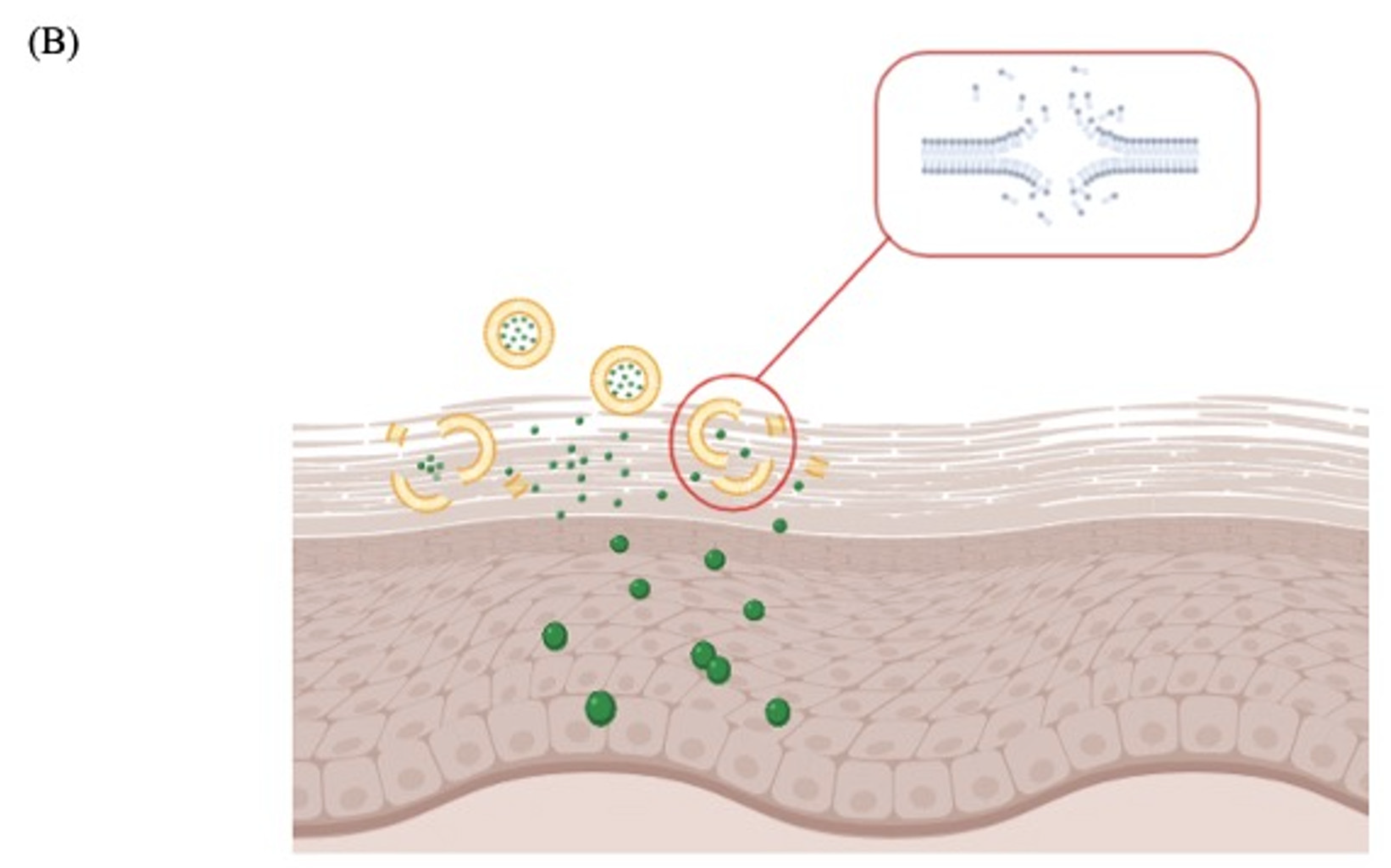 Cancers 14 01083 g005b