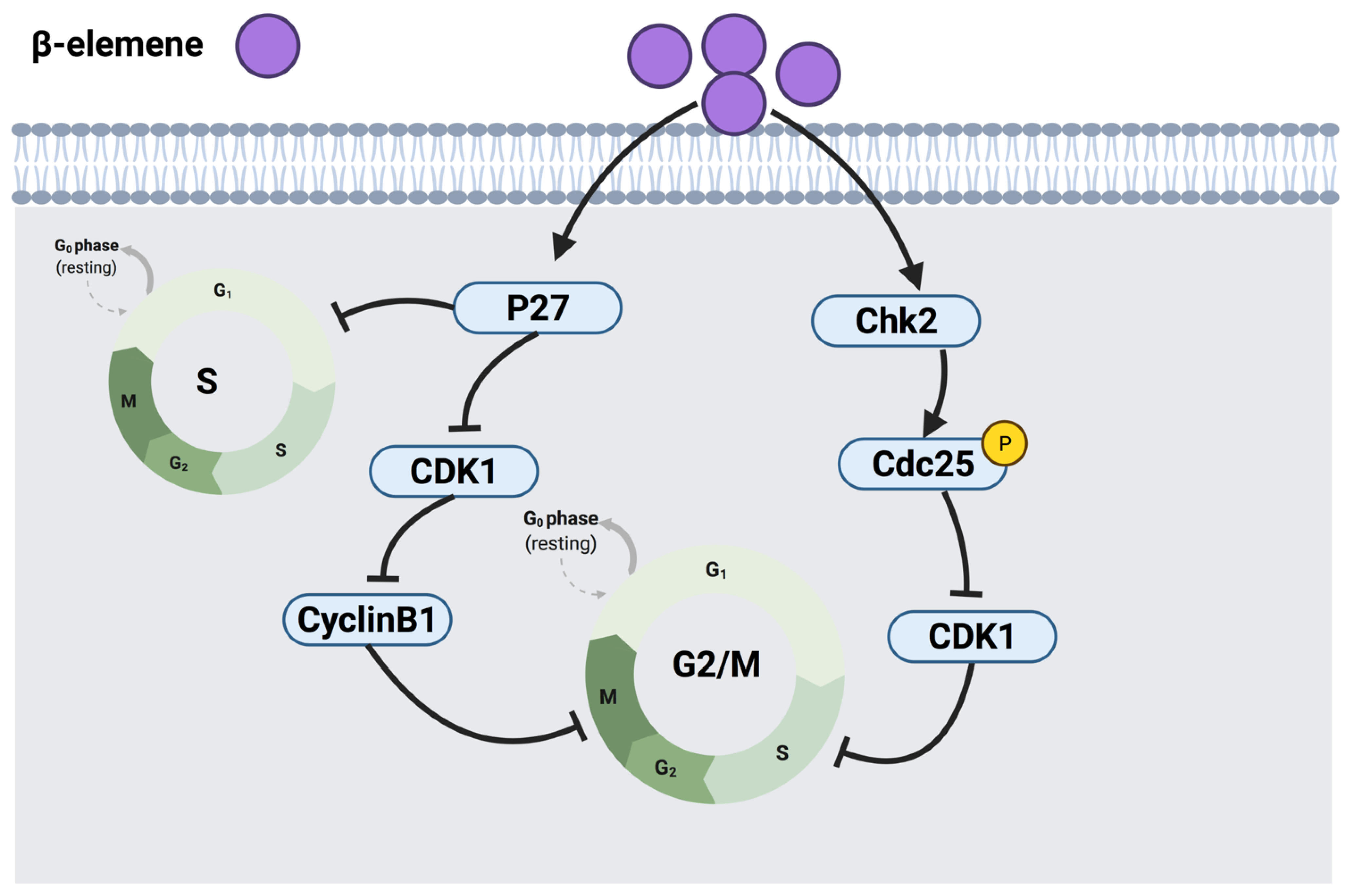 Cancers 14 01100 g009 Cancers 14 01100 g009