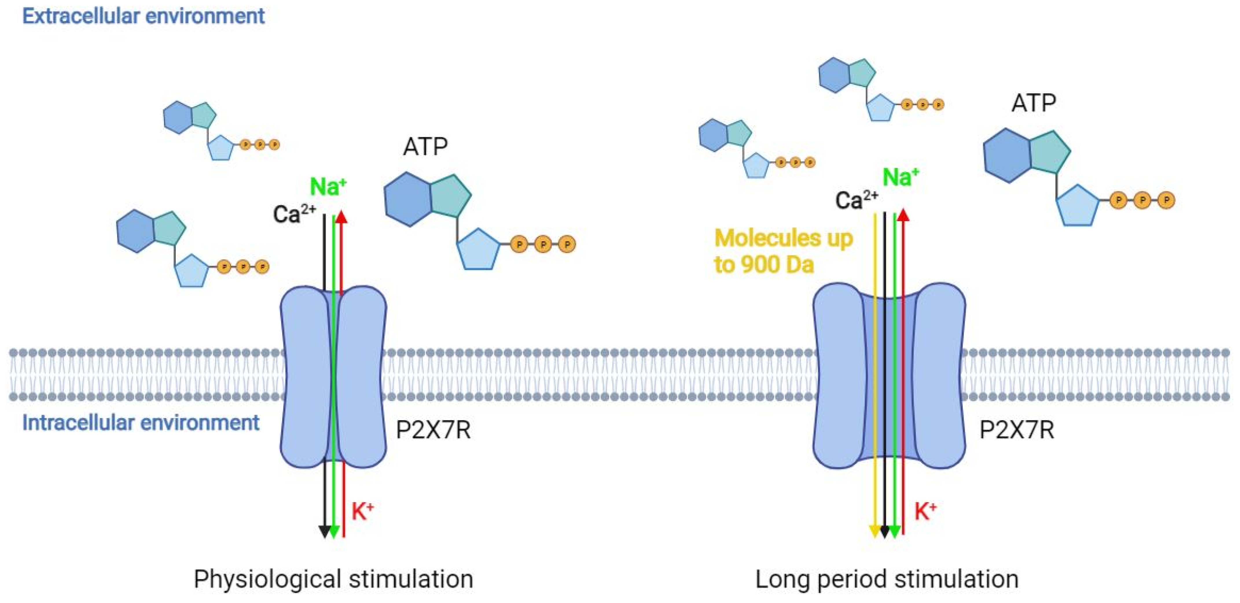 The Role of Purinergic P2X7 Receptor in Inflammation and Cancer: Novel ...
