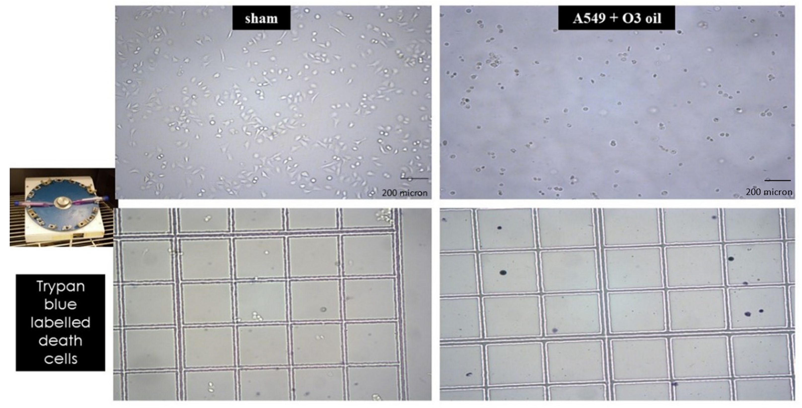 Cancers 14 01174 g003