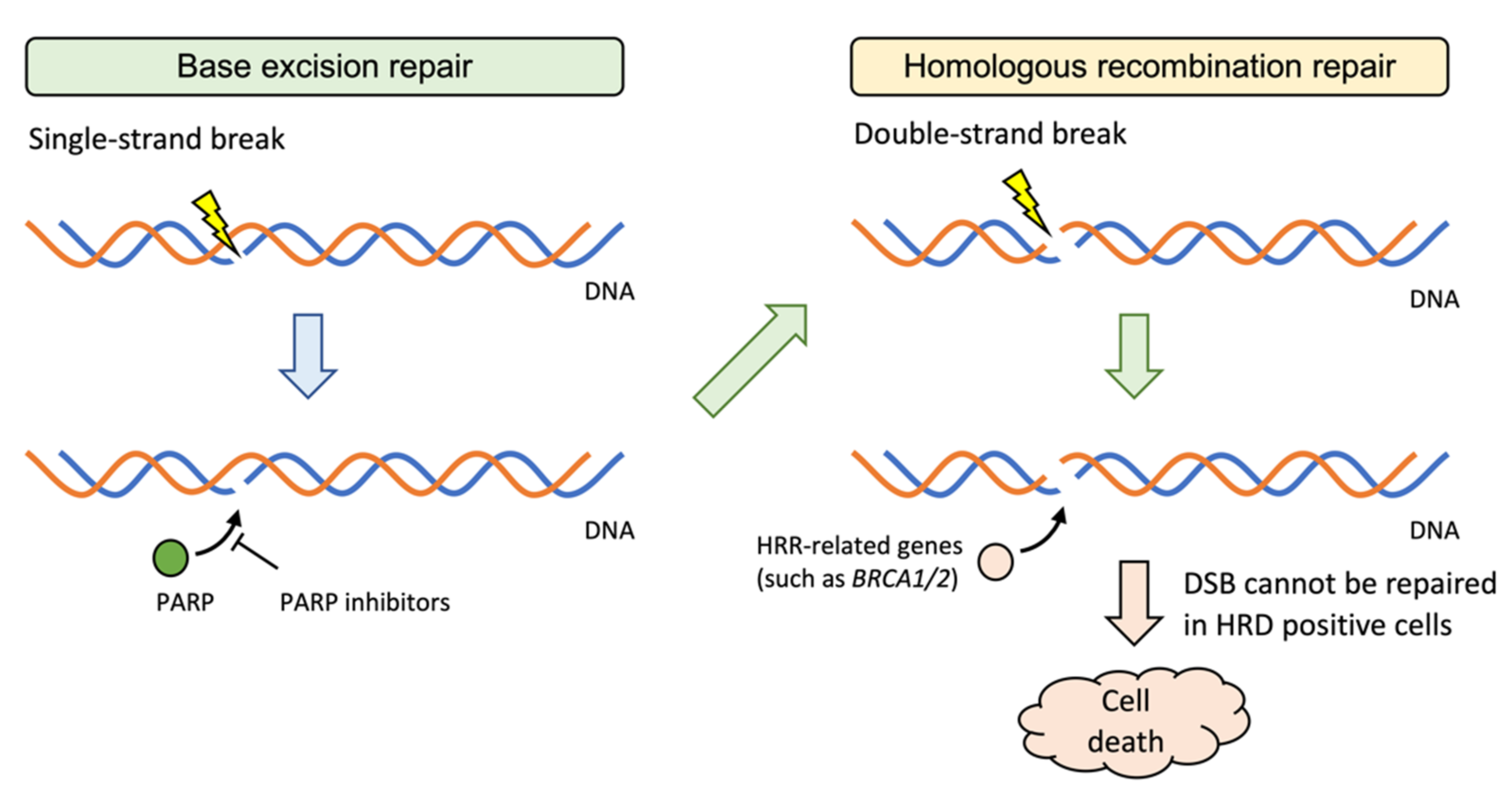 Cancers 14 01180 g002