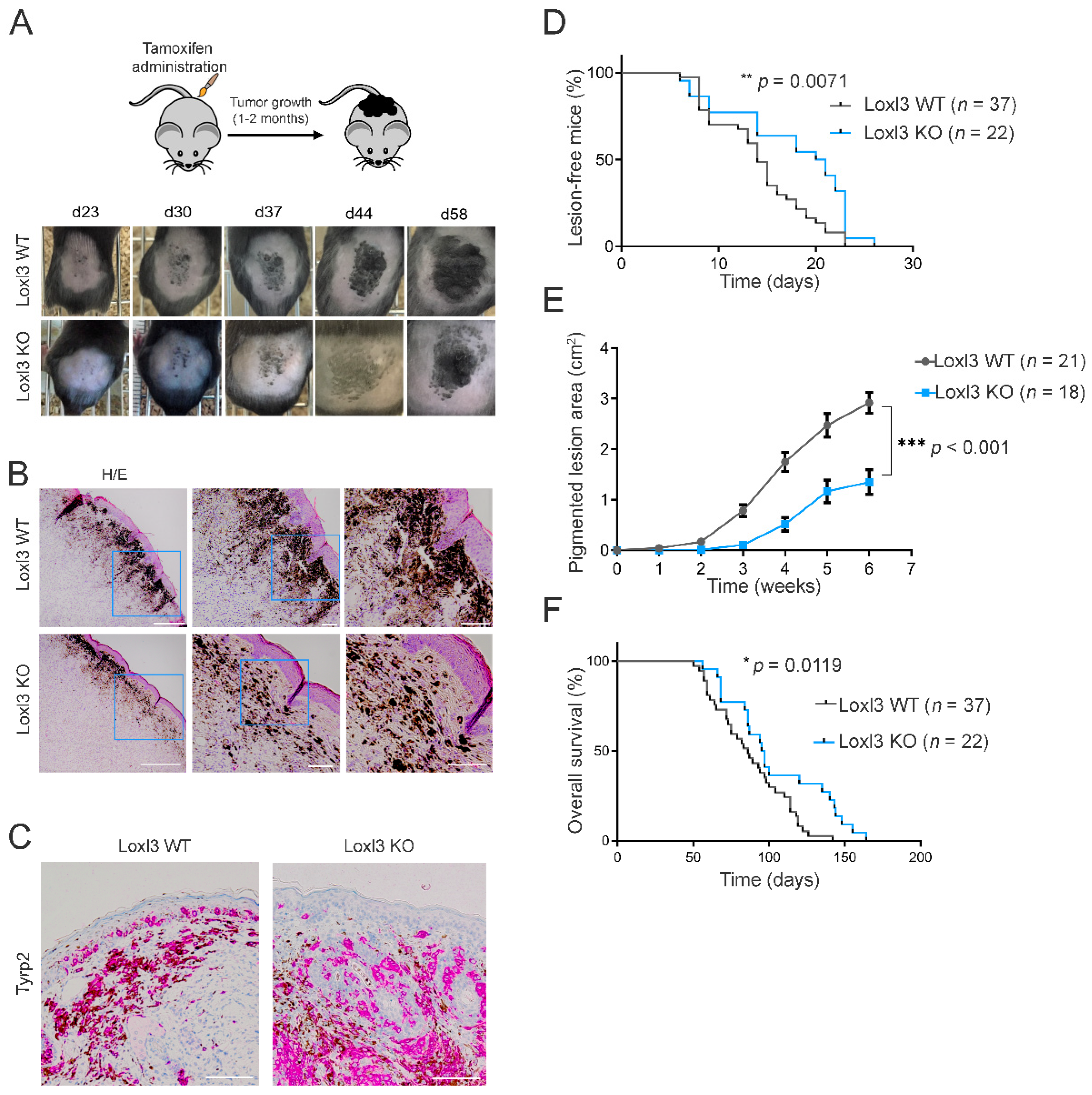 Cancers 14 01200 g002