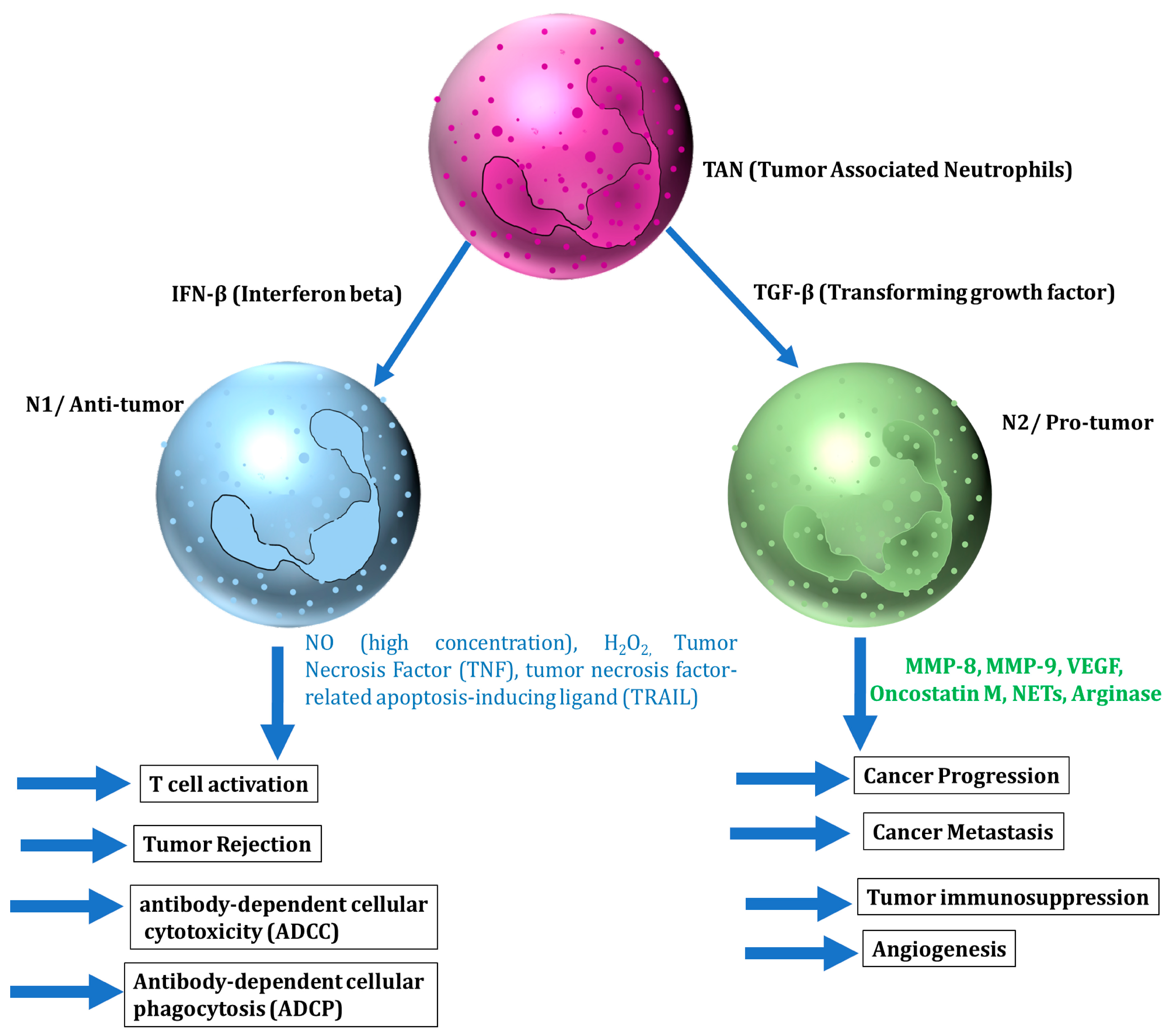 Cancers 14 01236 g002