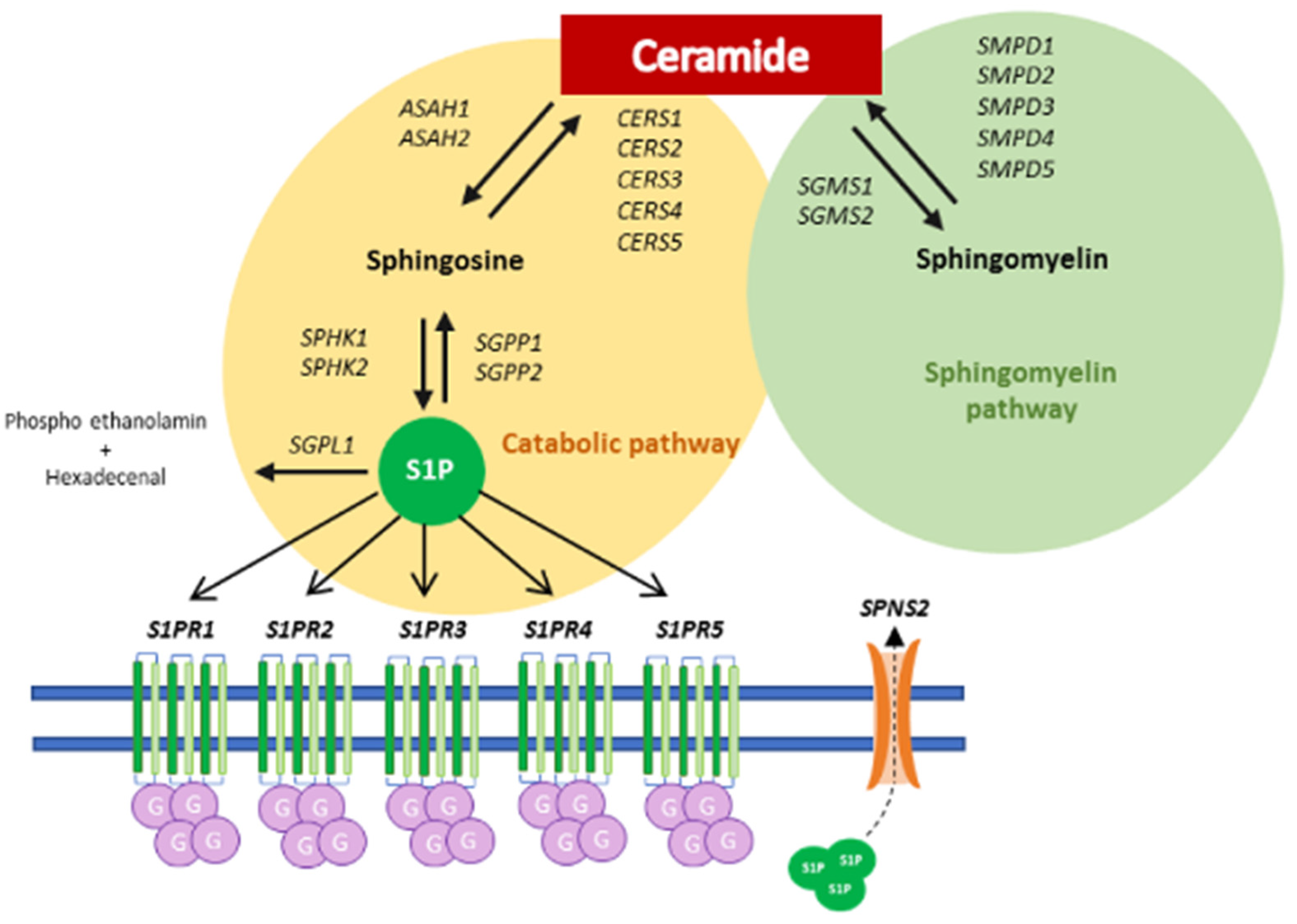 Cancers 14 01412 g012