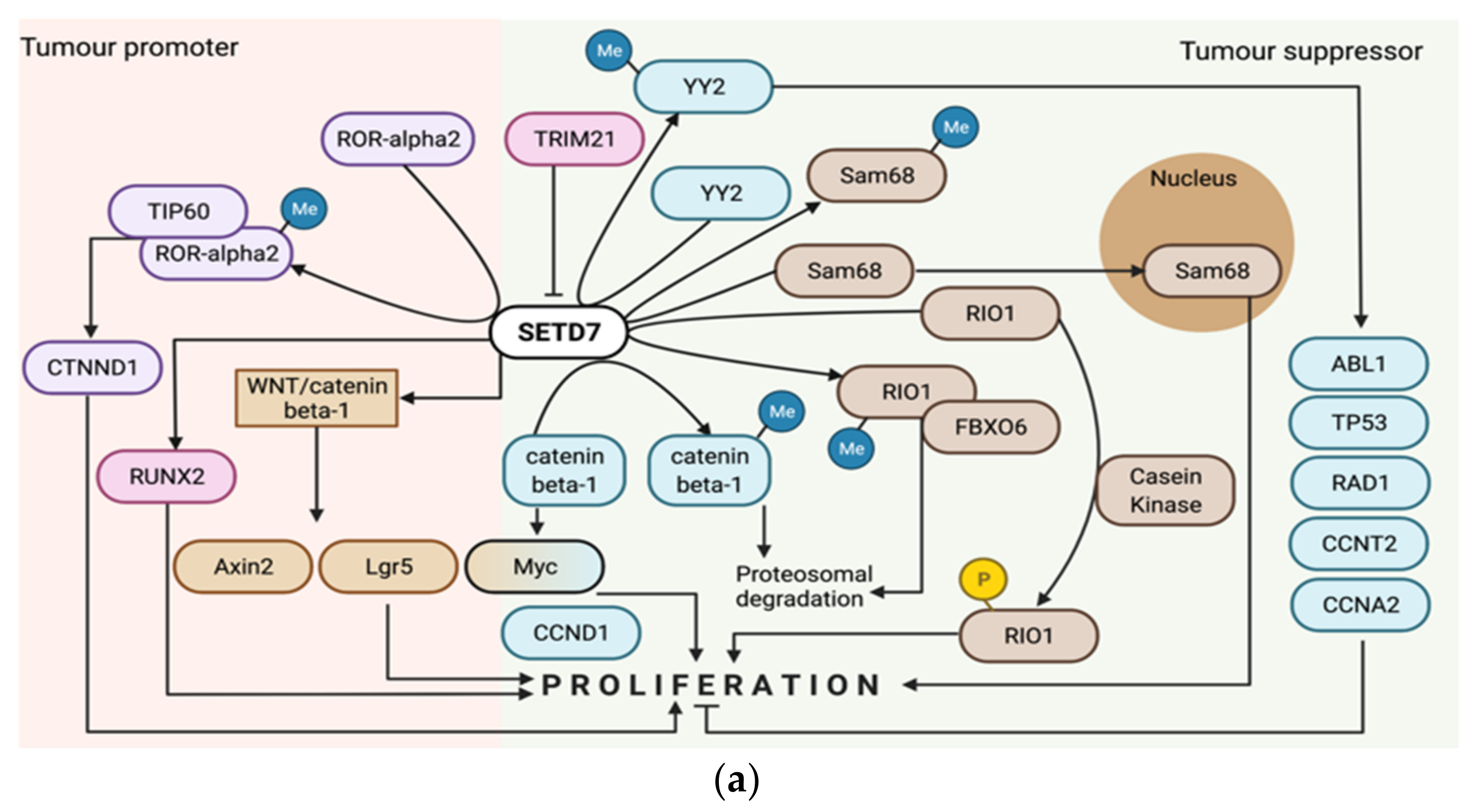 Cancers 14 01414 g008a