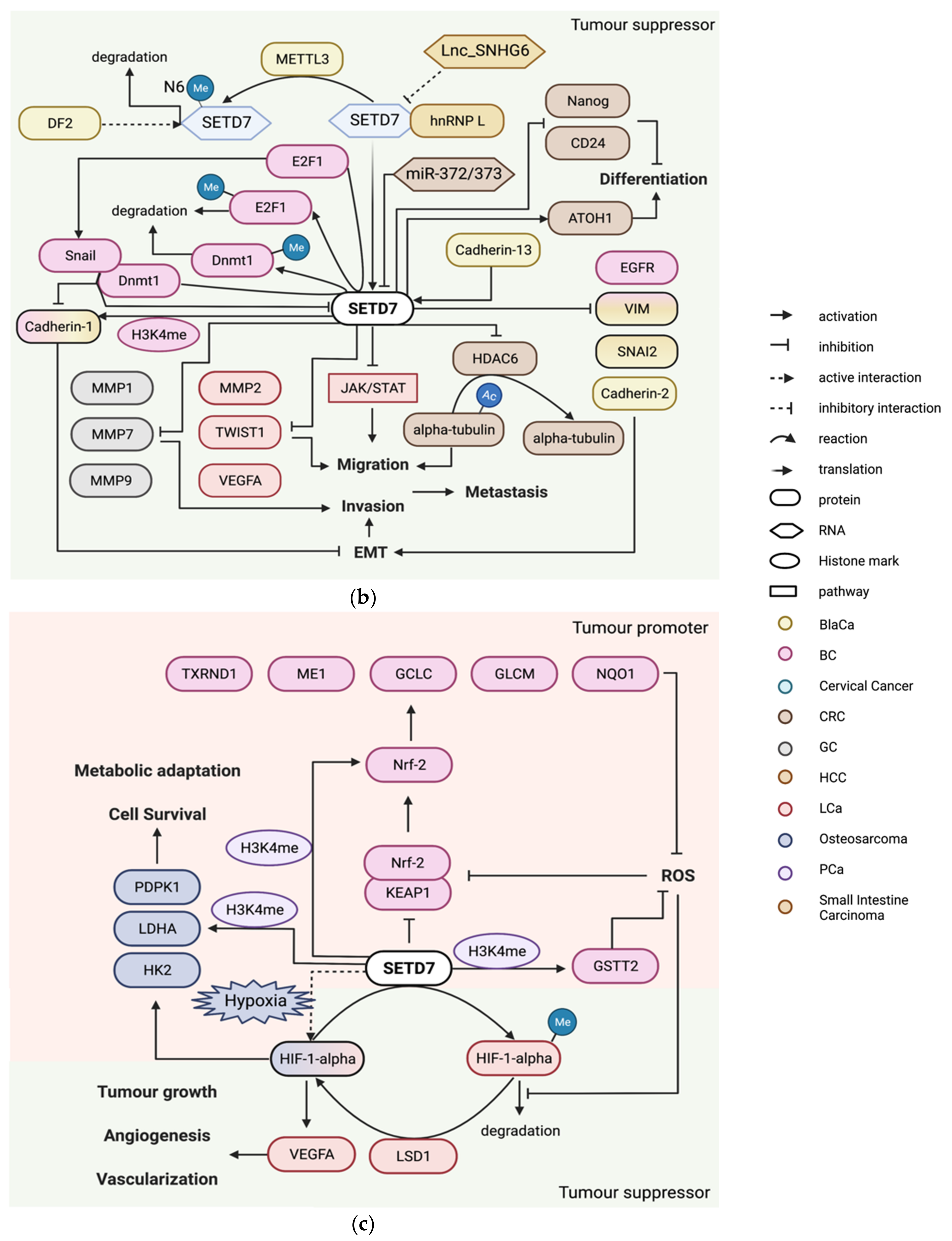 Cancers 14 01414 g008b