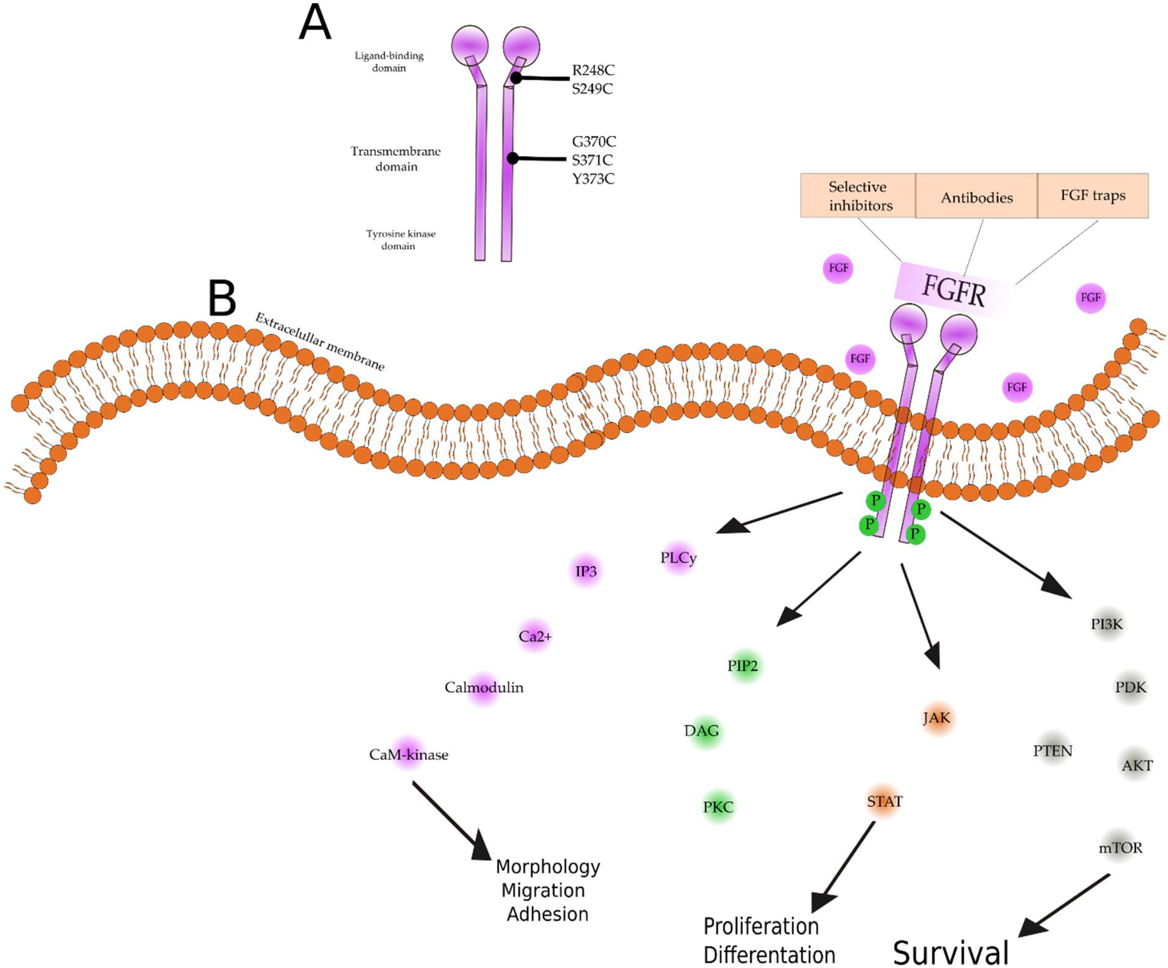 Cancers 14 01416 g001