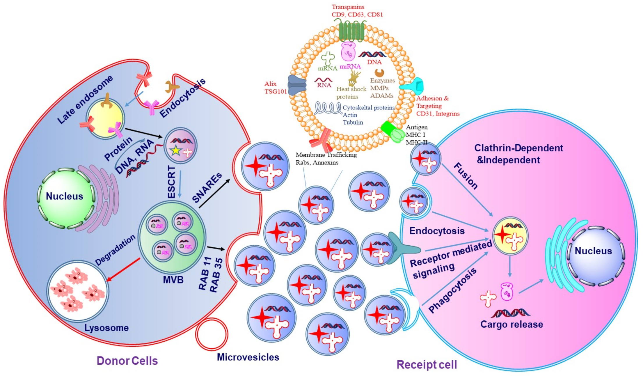 Cancers 14 01435 g003