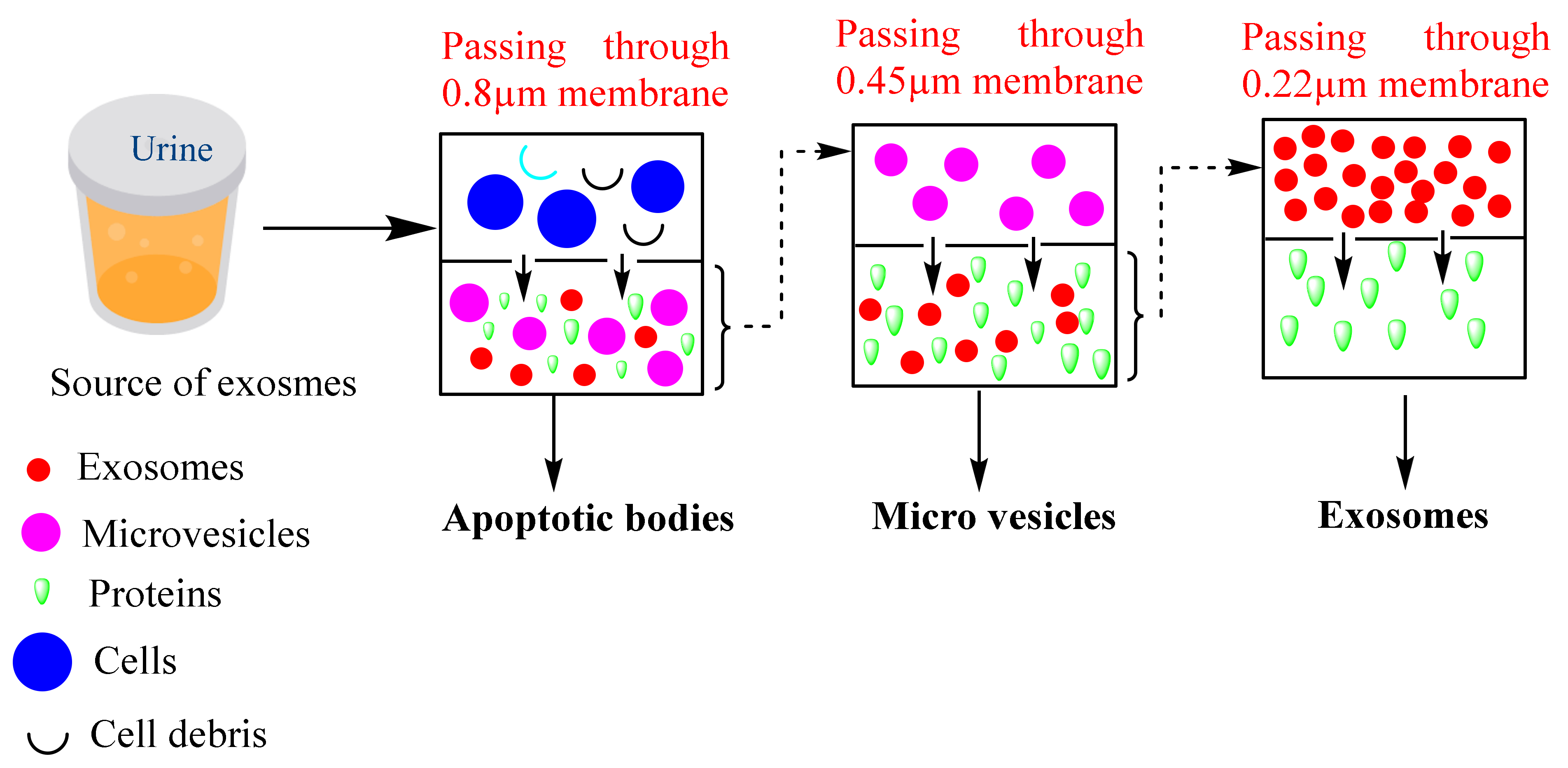 Cancers 14 01435 g004