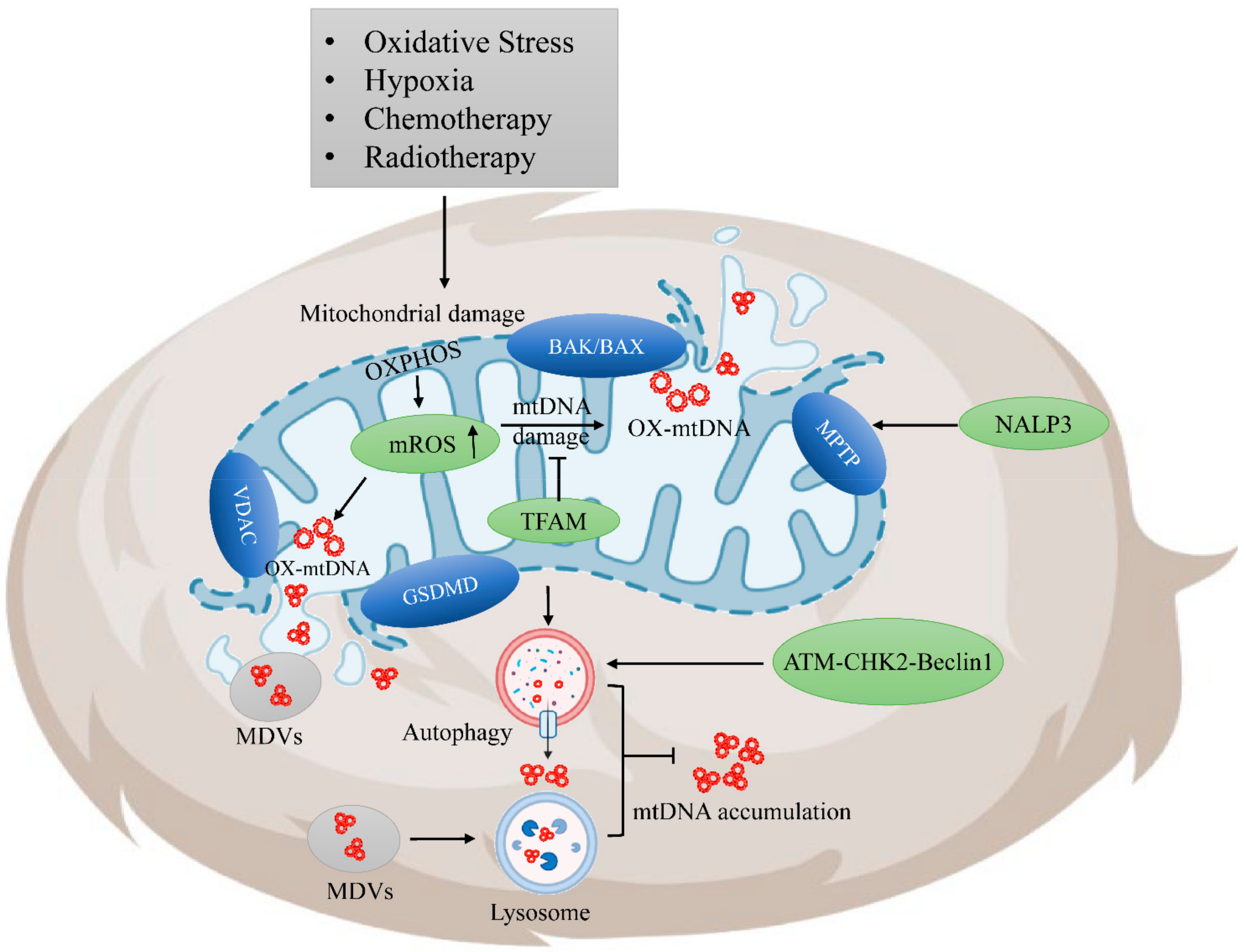 Cancers 14 01452 g001