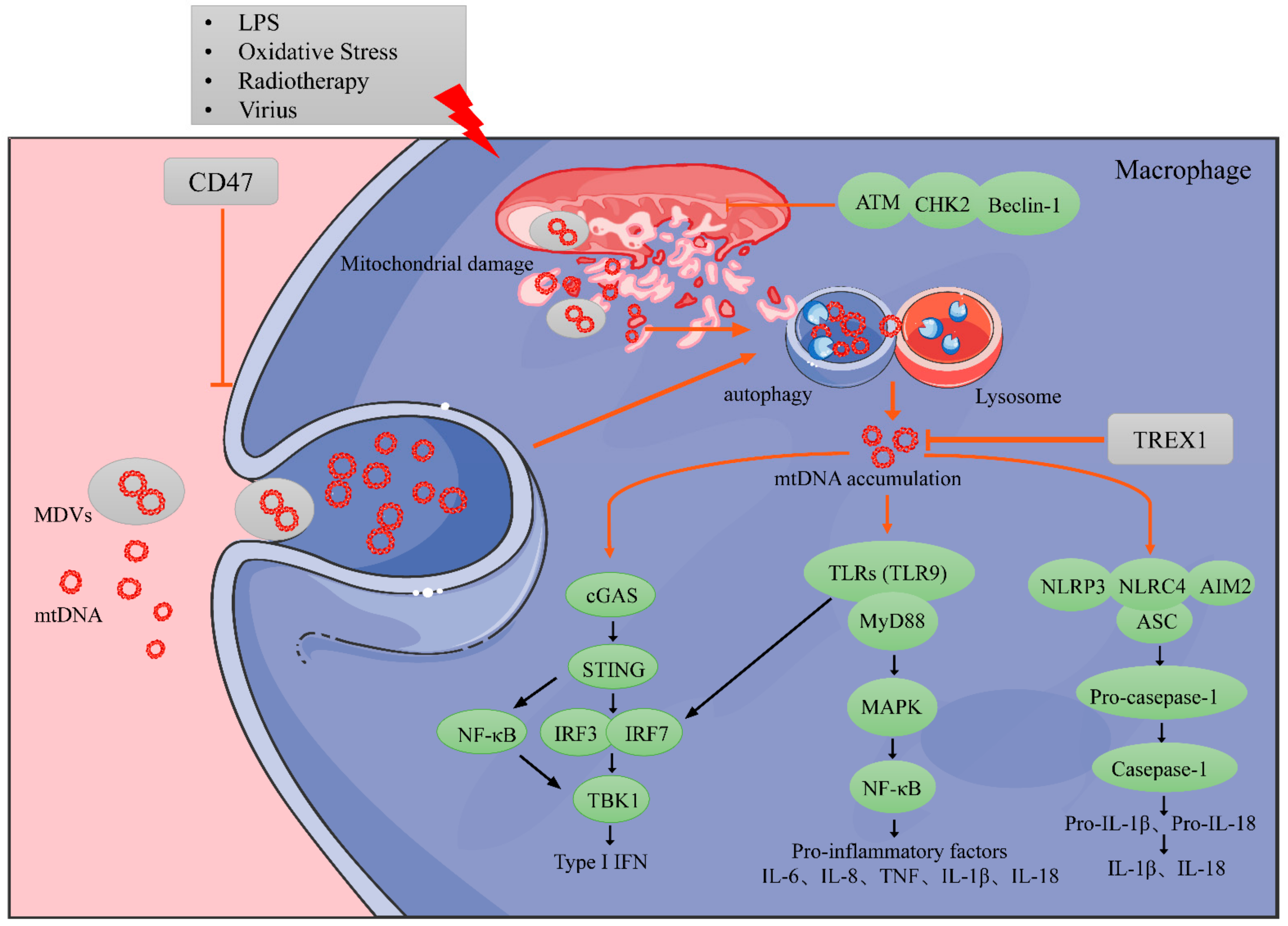 Cancers 14 01452 g002