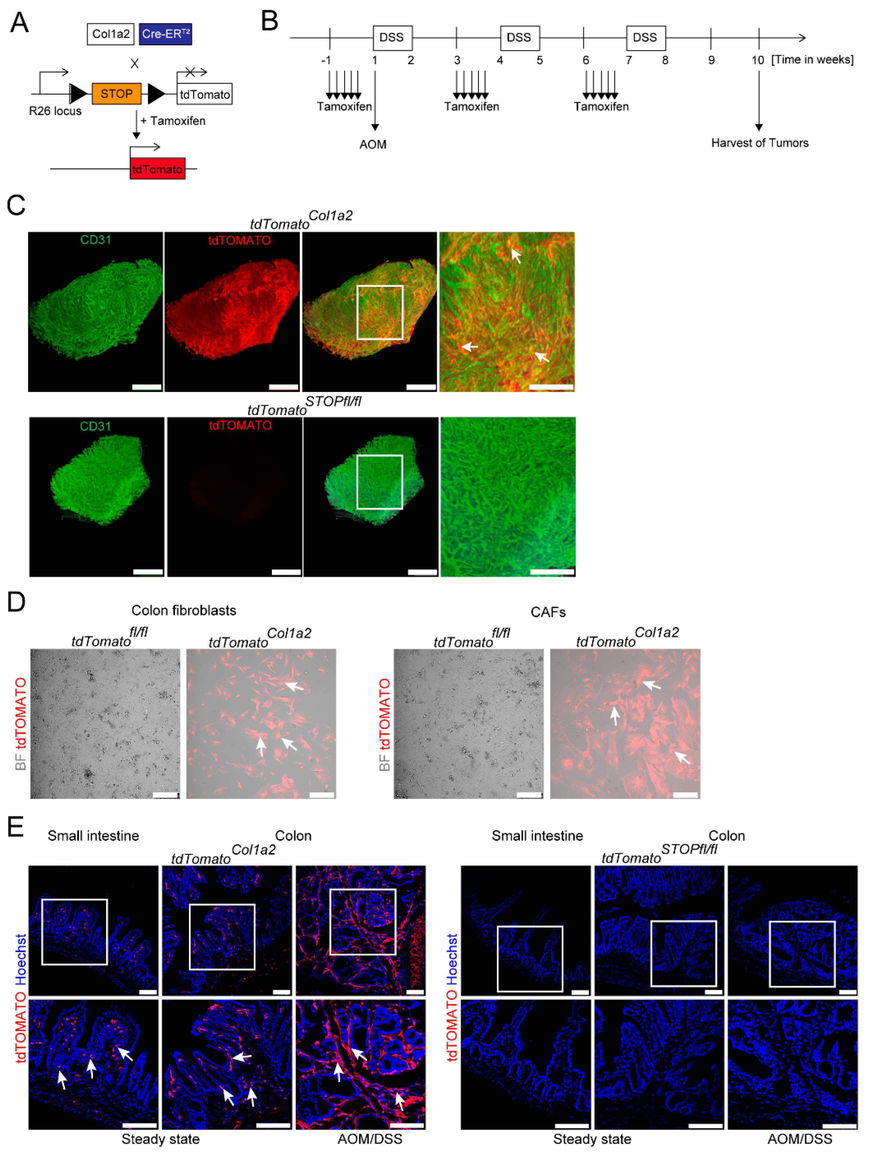 Cancers 14 01472 g001