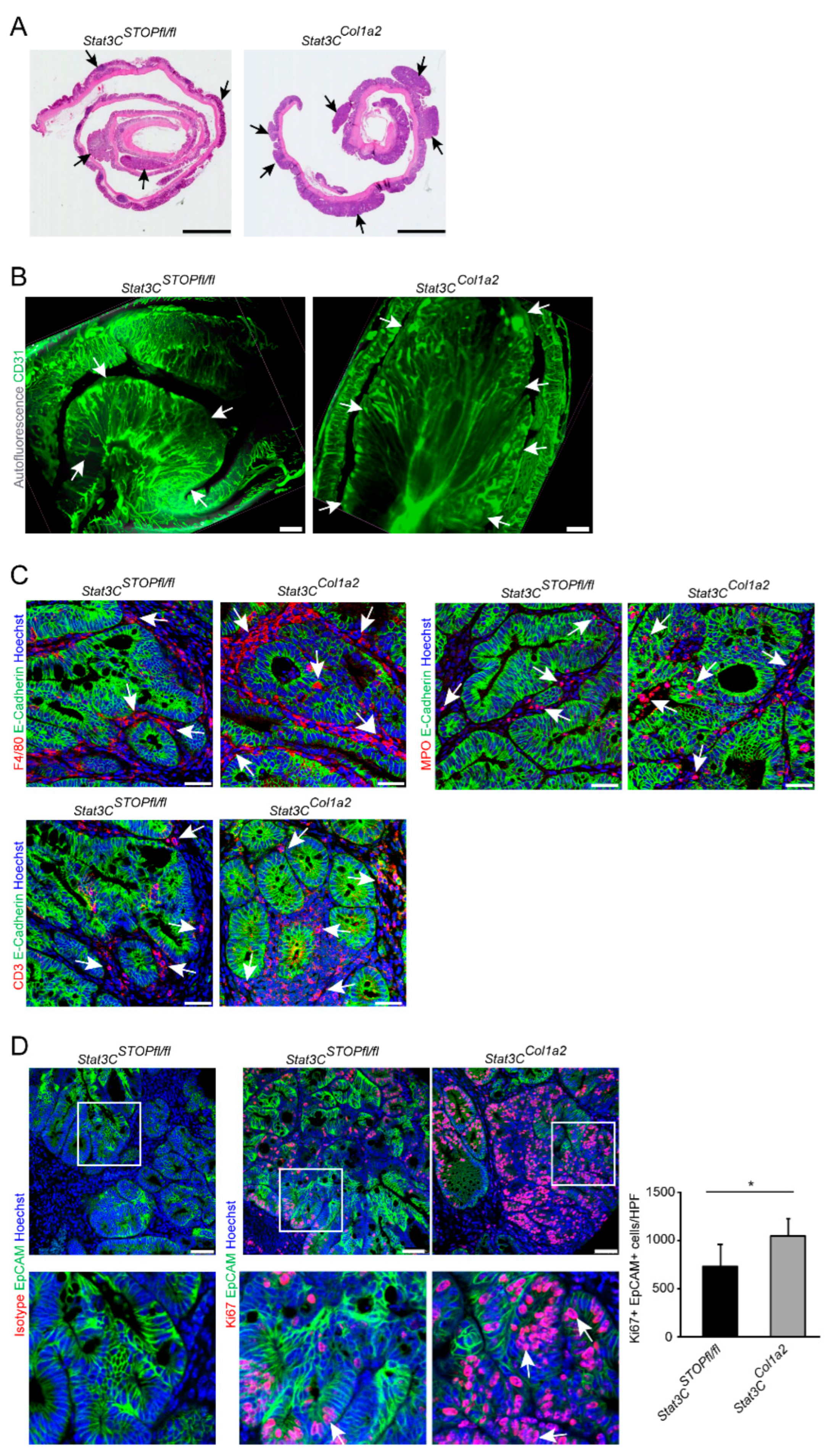 Cancers 14 01472 g003