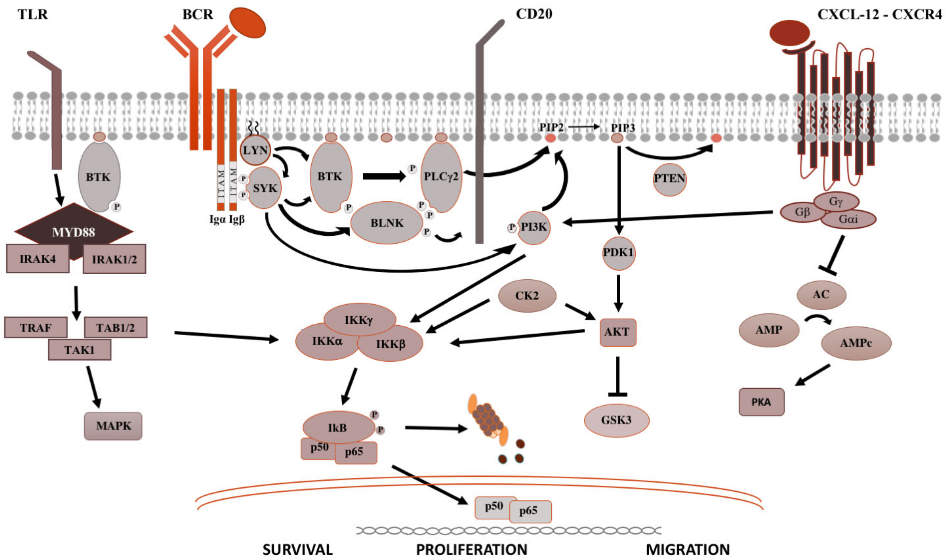 Cancers 14 01562 g001
