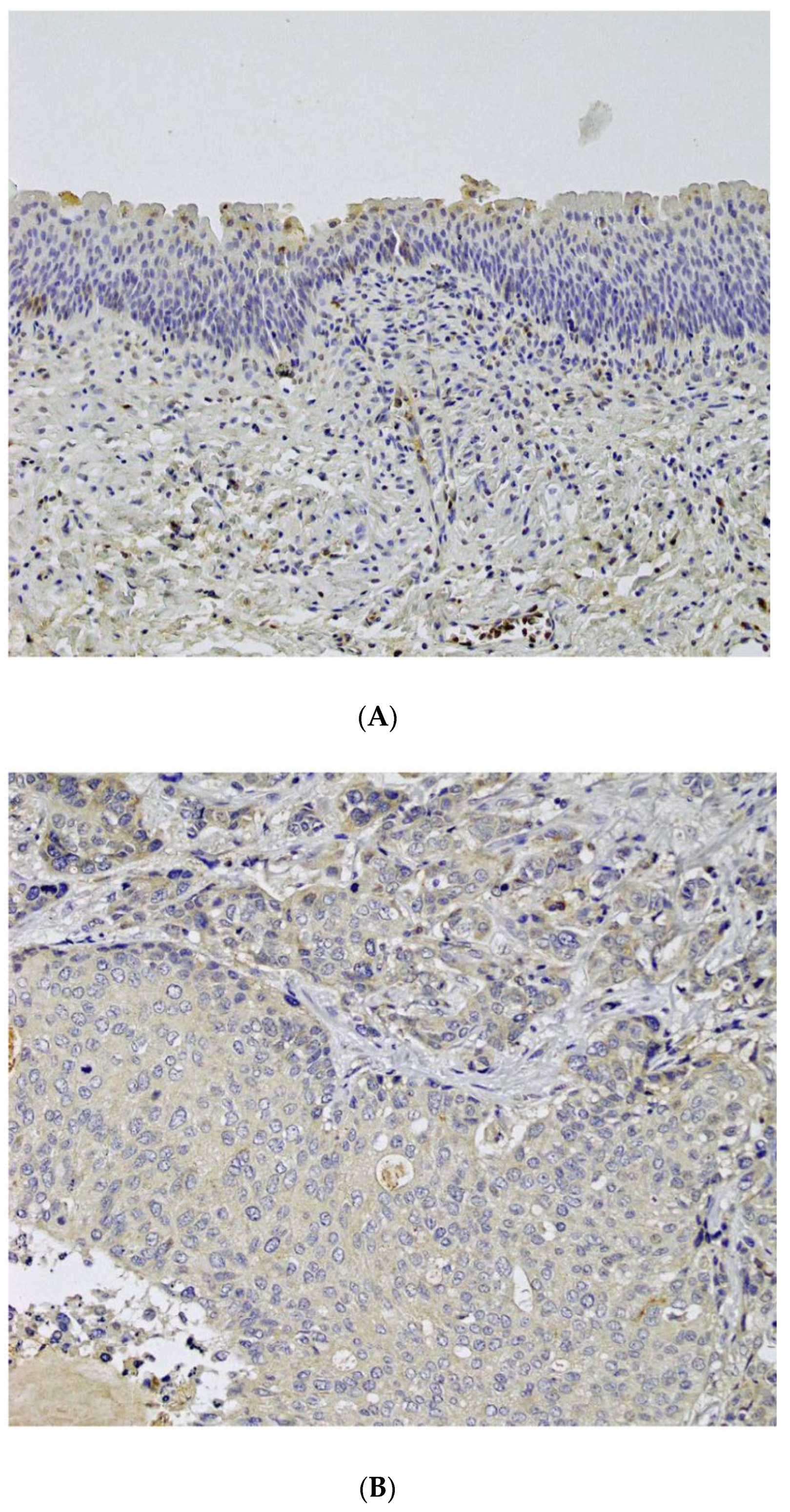 Cancers 14 01576 g001a