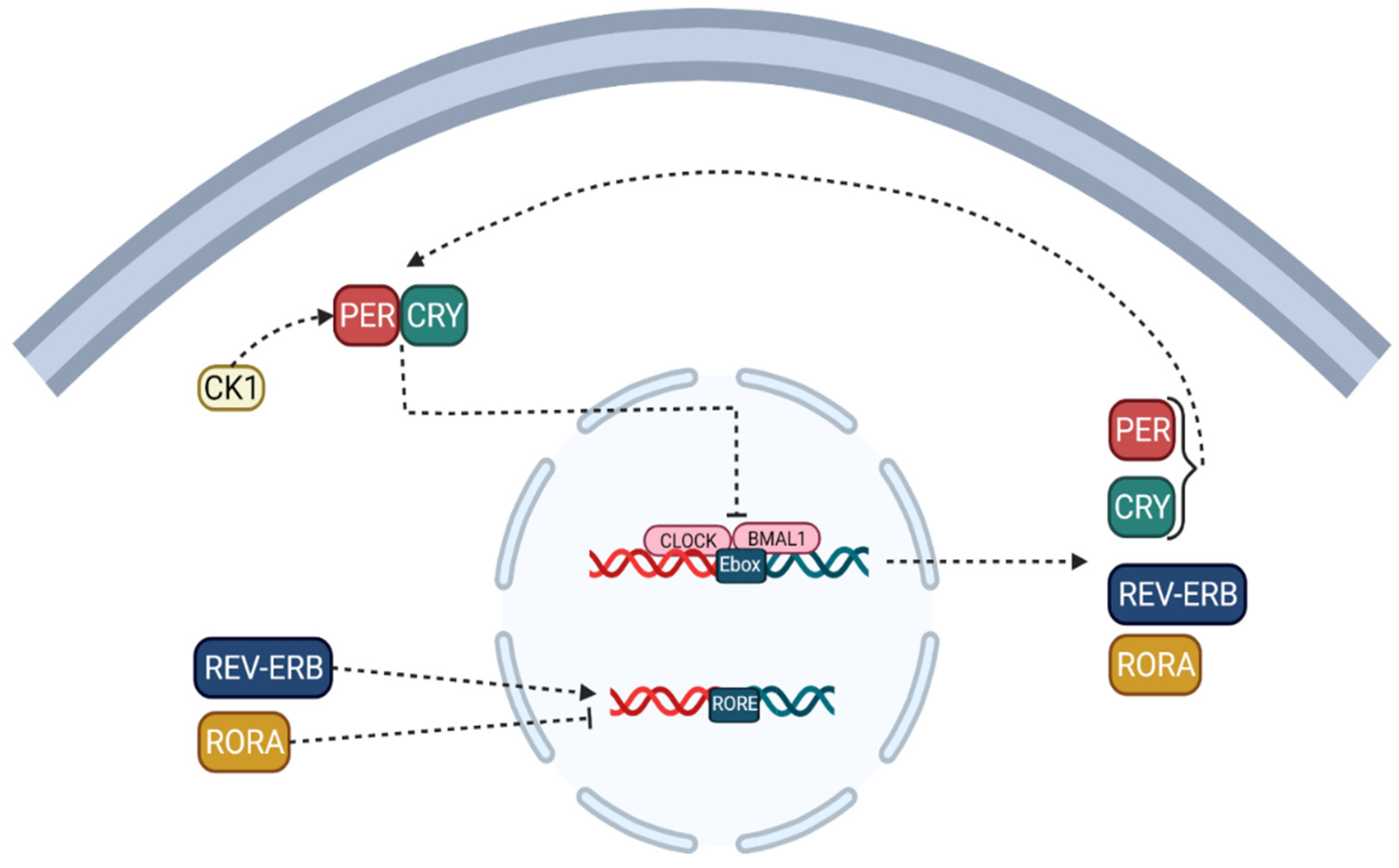 Cancers 14 01578 g001