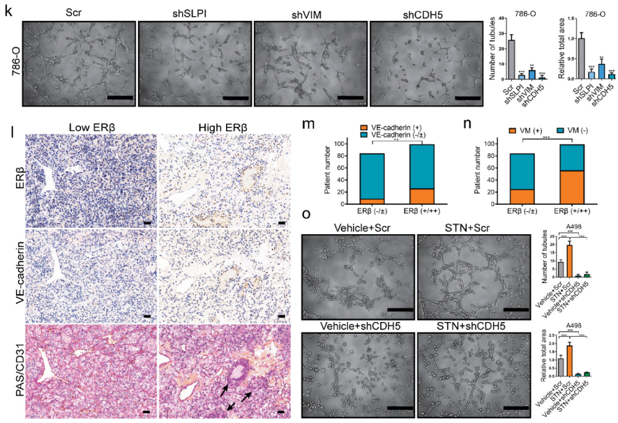 Cancers 14 01639 g001b