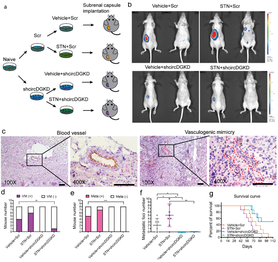 Cancers 14 01639 g006