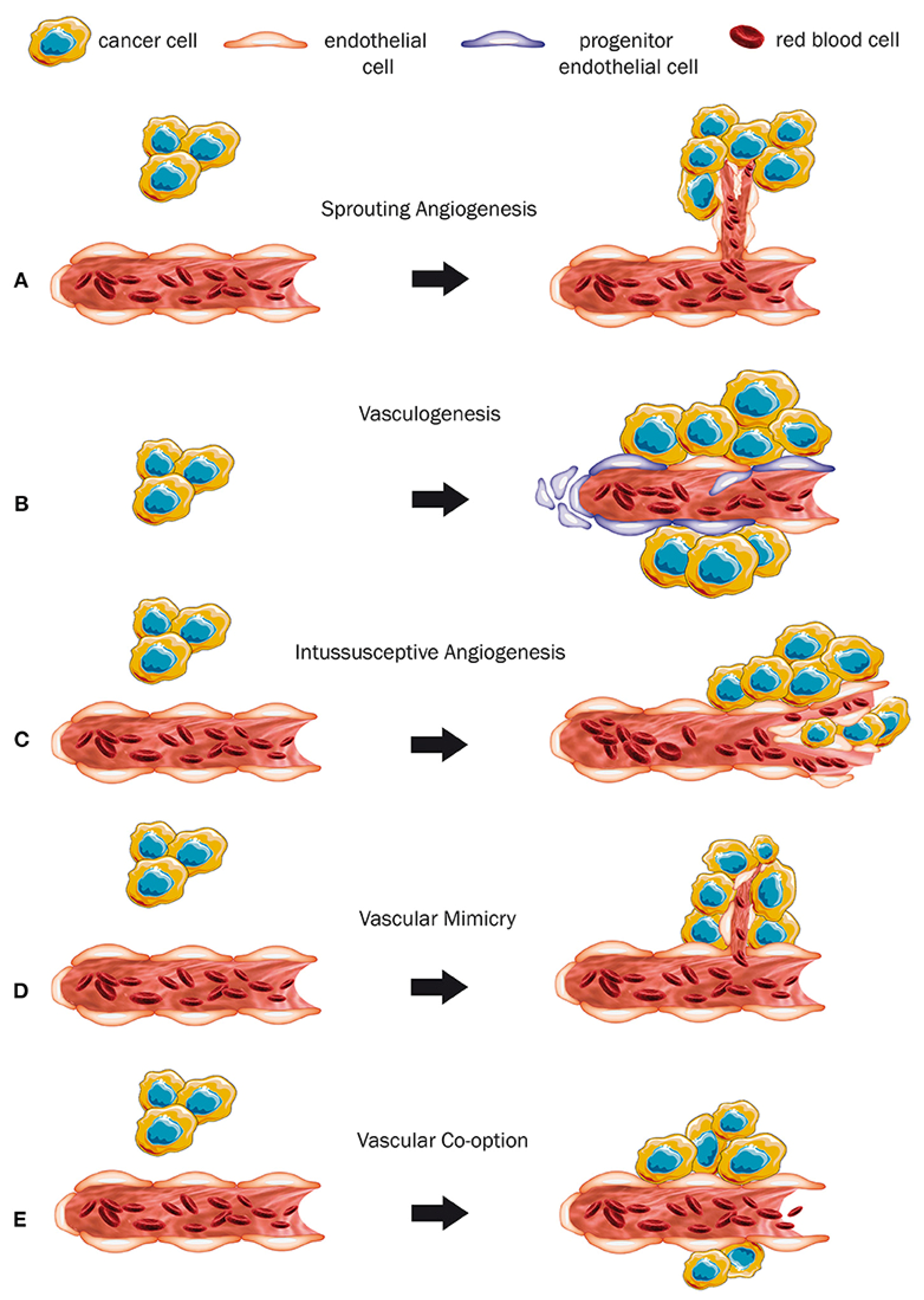 Cancers 14 01649 g001