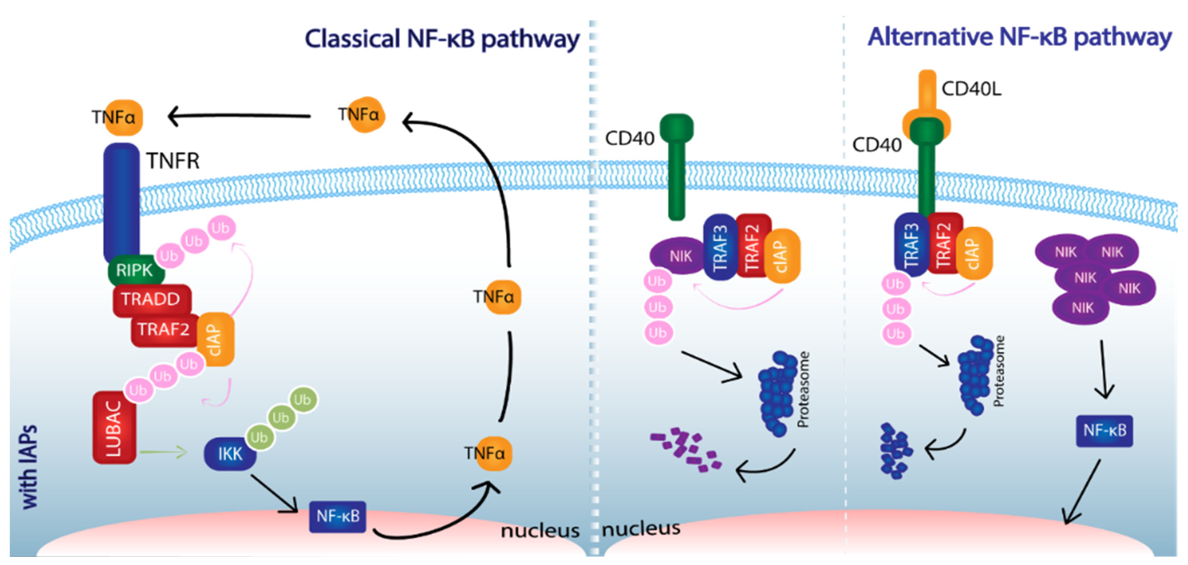 Cancers 14 01671 g002 Cancers 14 01671 g002