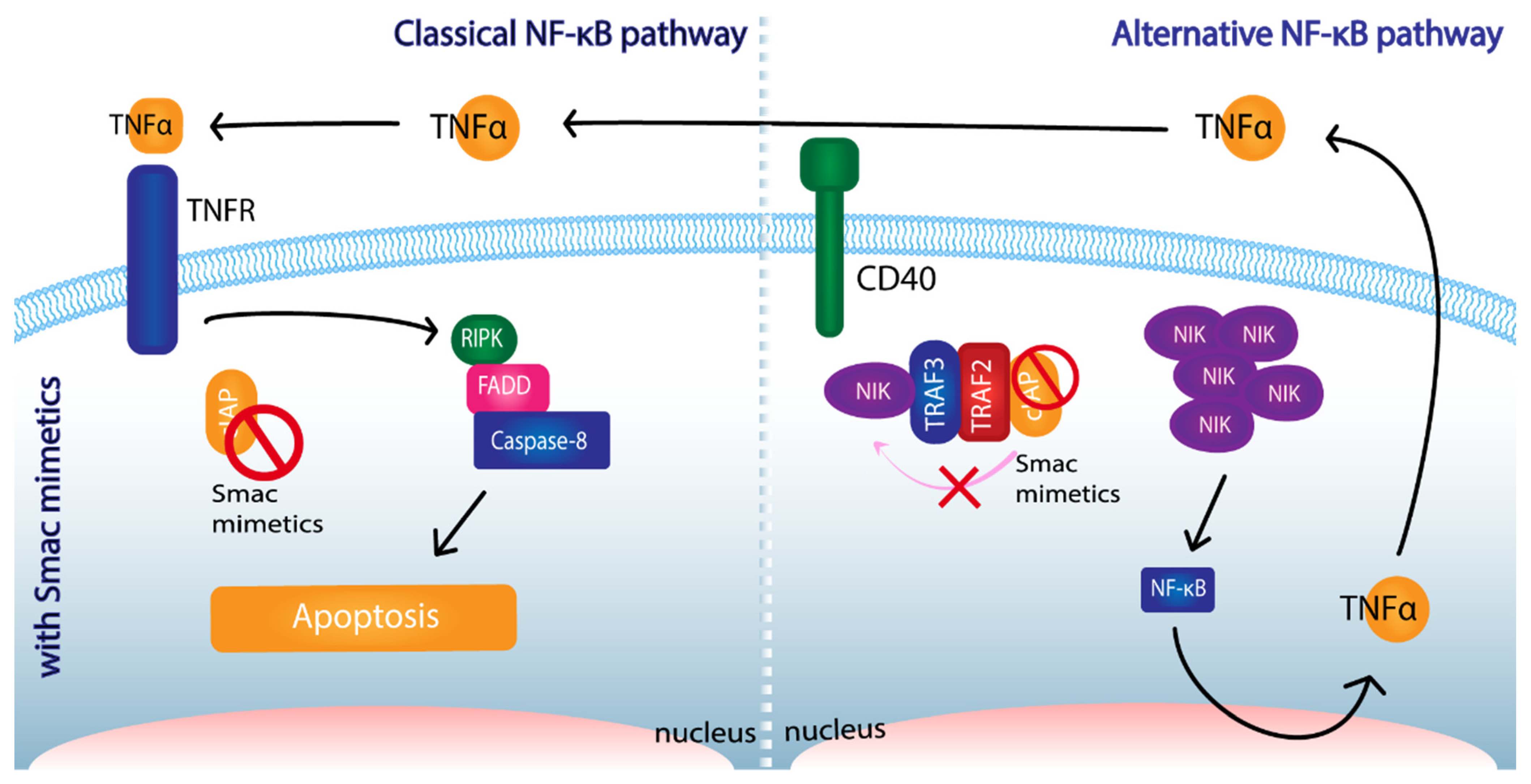 Cancers 14 01671 g003 Cancers 14 01671 g003