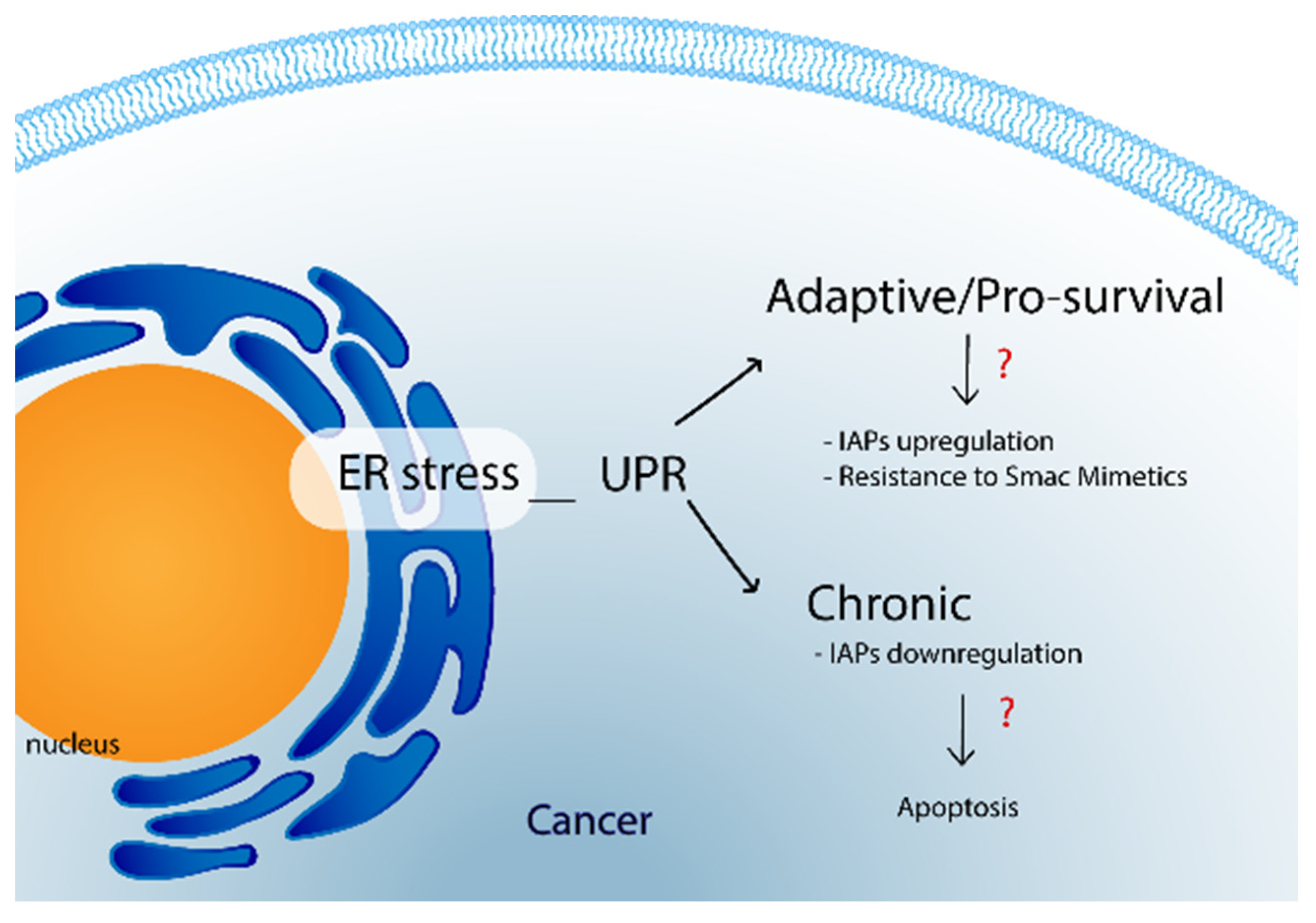 Cancers 14 01671 g004 Cancers 14 01671 g004