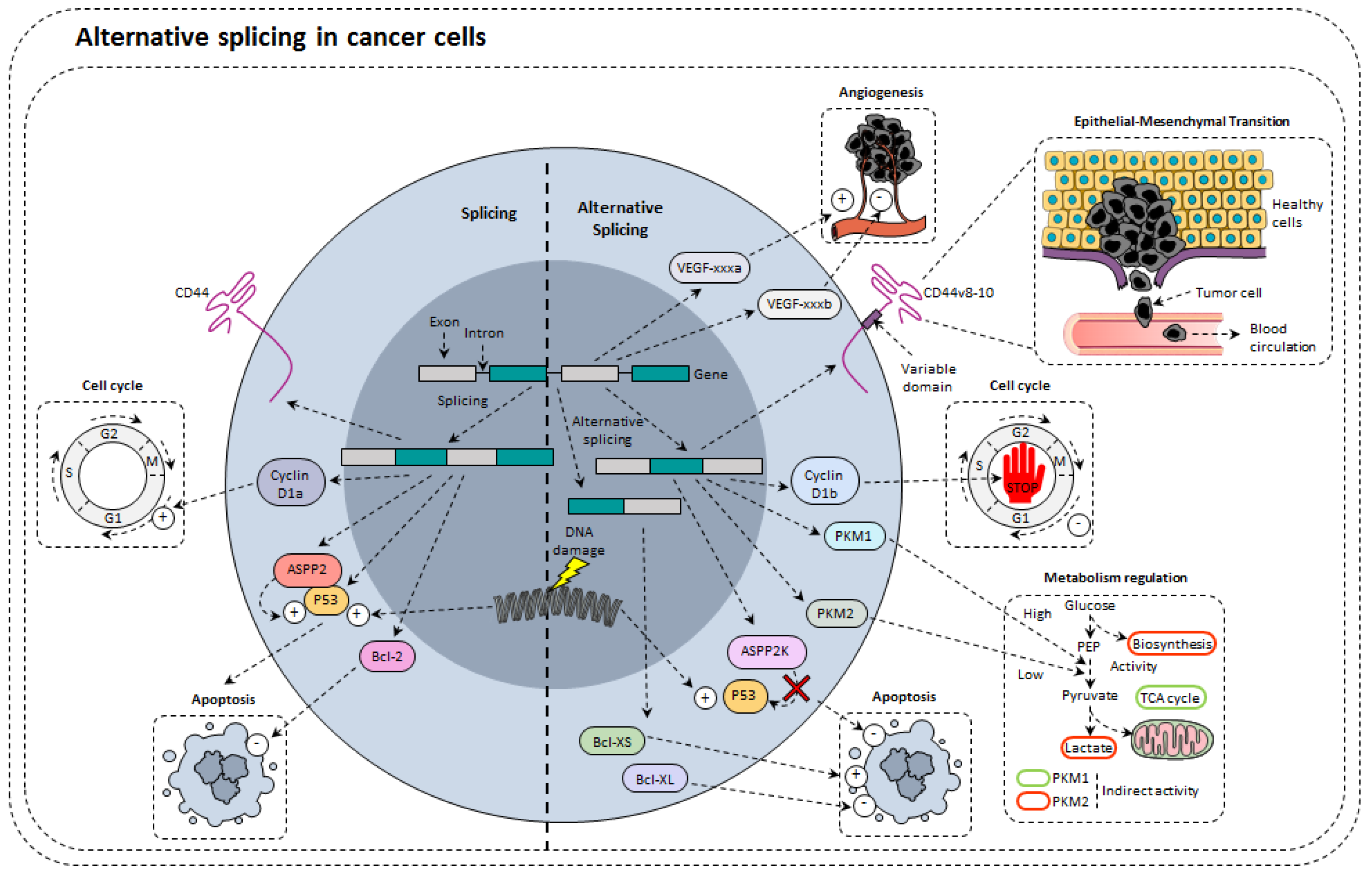 Cancers 14 01726 g003