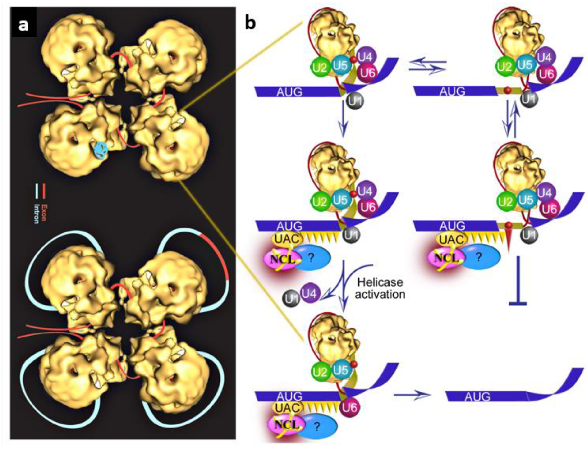 Cancers 14 01750 g003